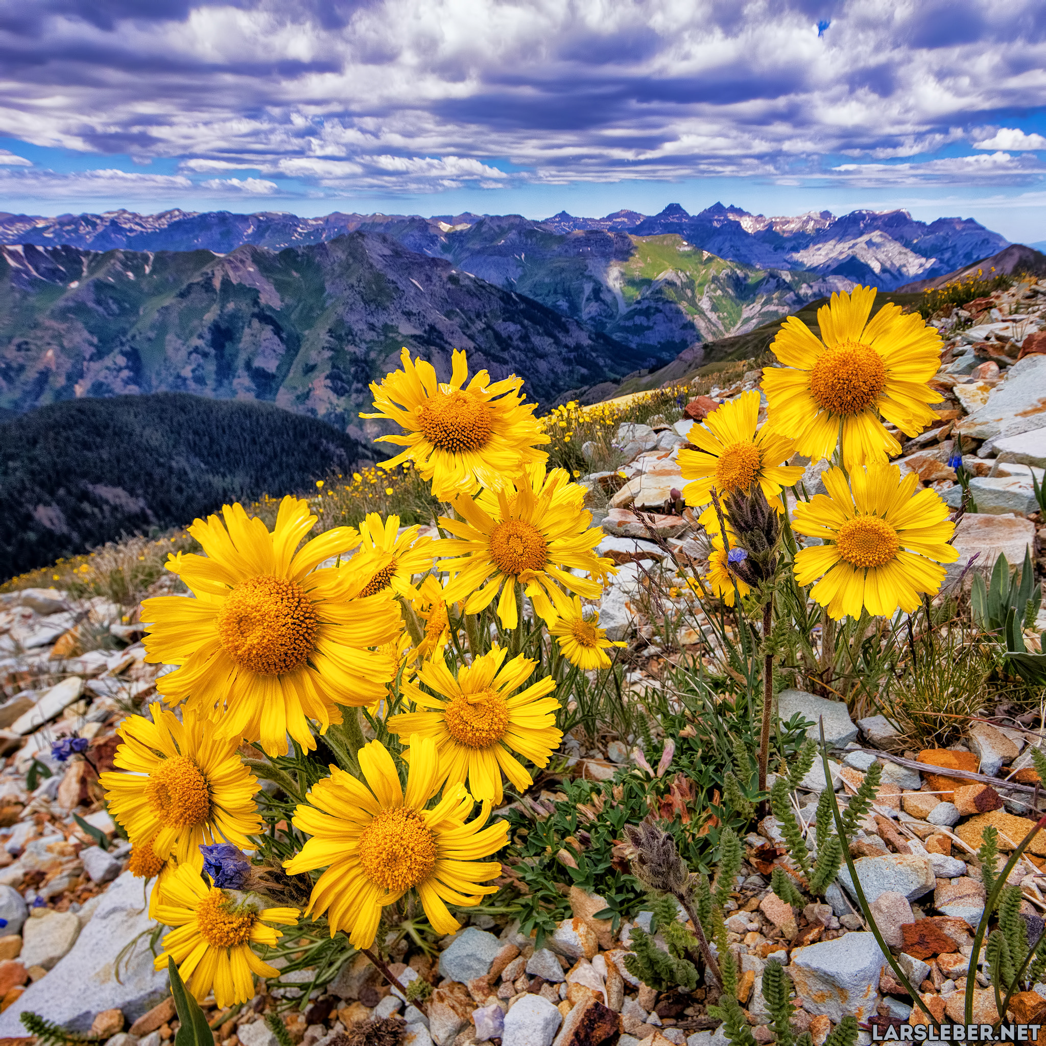 Canon EOS 5DS + Canon TS-E 17mm F4L Tilt-Shift sample photo. Engineer pass wildflowers photography