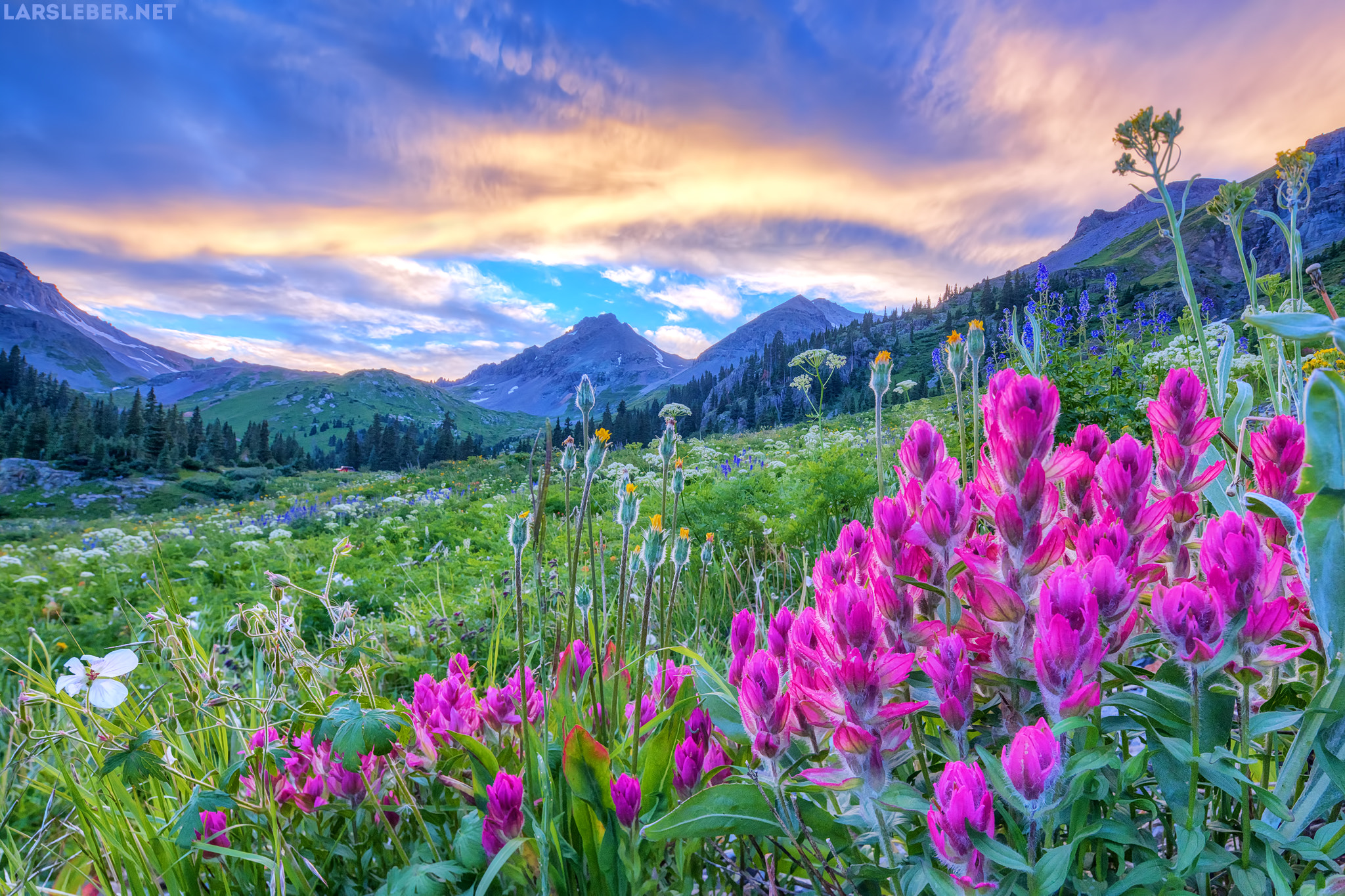 Canon EOS 5DS + Canon TS-E 17mm F4L Tilt-Shift sample photo. Yankee boy basin wildflowers photography