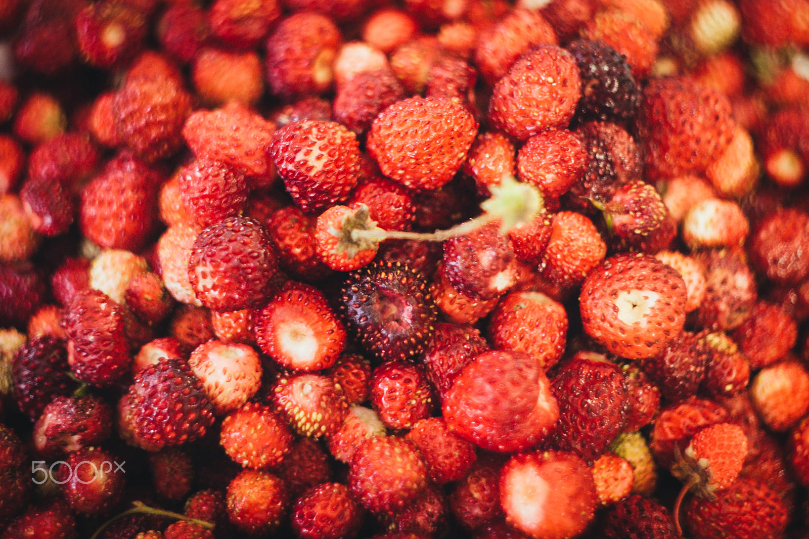 Canon EOS-1Ds Mark II sample photo. Wild strawberry photography