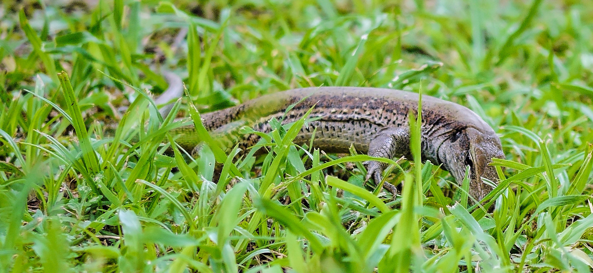 Panasonic Lumix DMC-G6 sample photo. Foraging for food photography