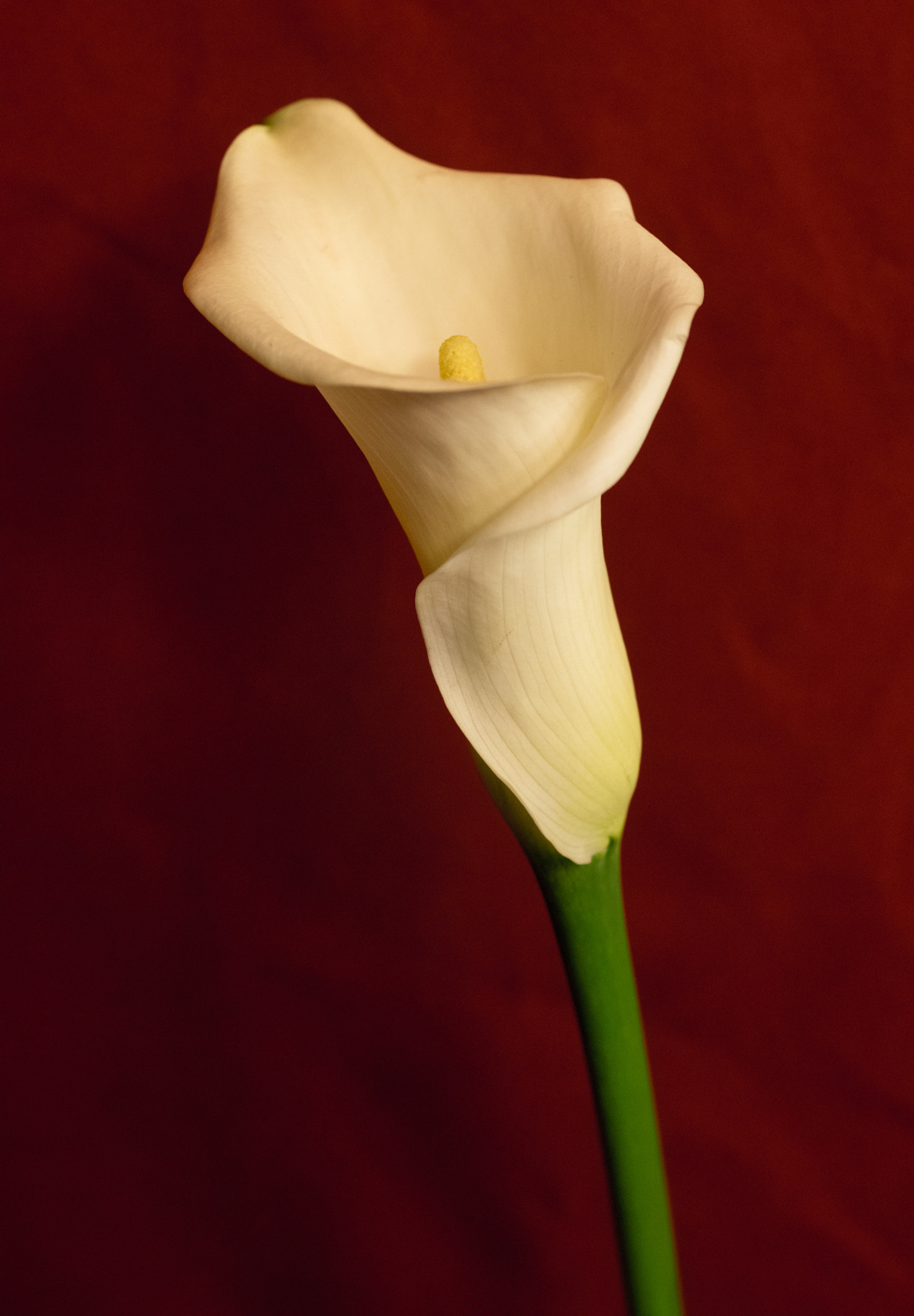 Pentax K-3 + smc PENTAX-FA Macro 50mm F2.8 sample photo. Calla on red photography