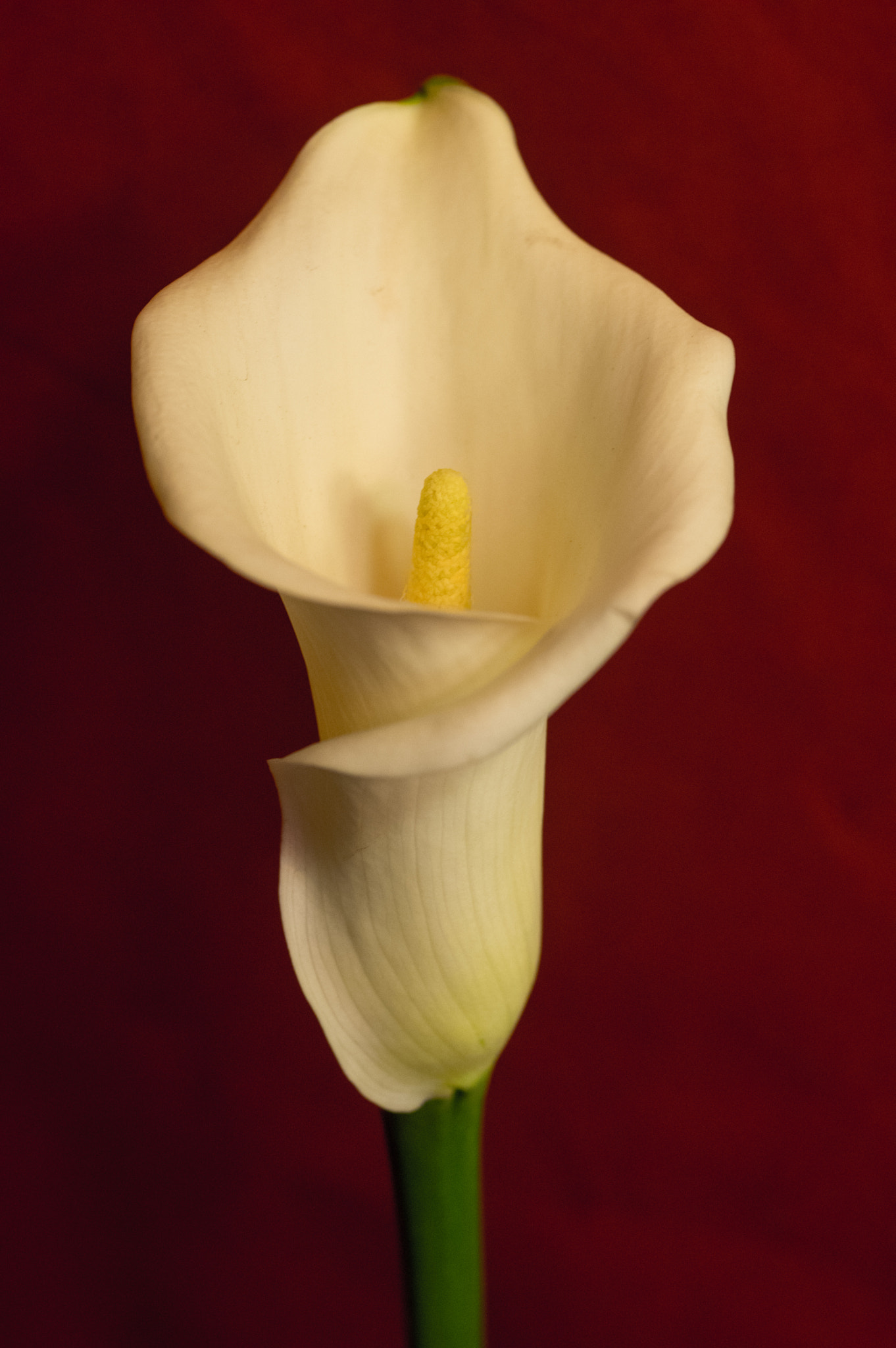 Pentax K-3 sample photo. Calla lily photography