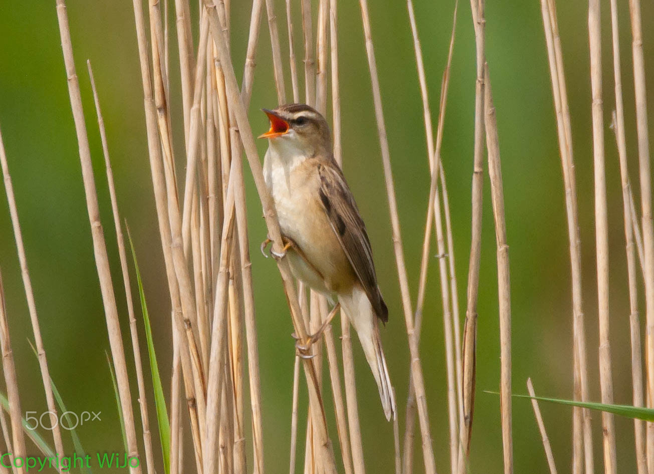 Sigma 150-600mm F5-6.3 DG OS HSM | C sample photo. Sedge warbler photography