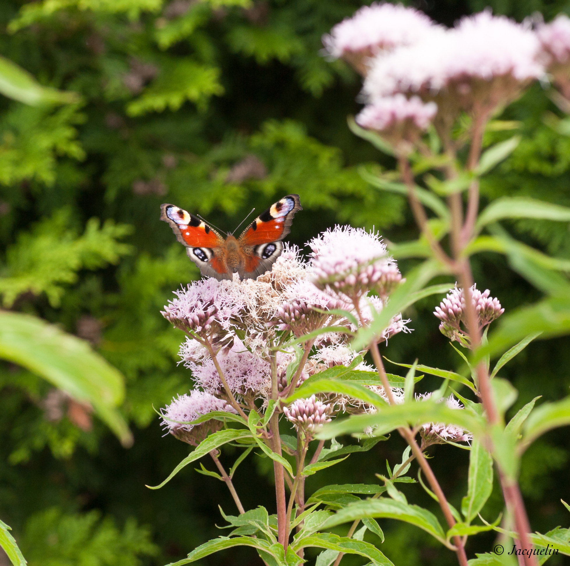 Nikon D3 + AF Micro-Nikkor 105mm f/2.8 sample photo. Schmetterling photography