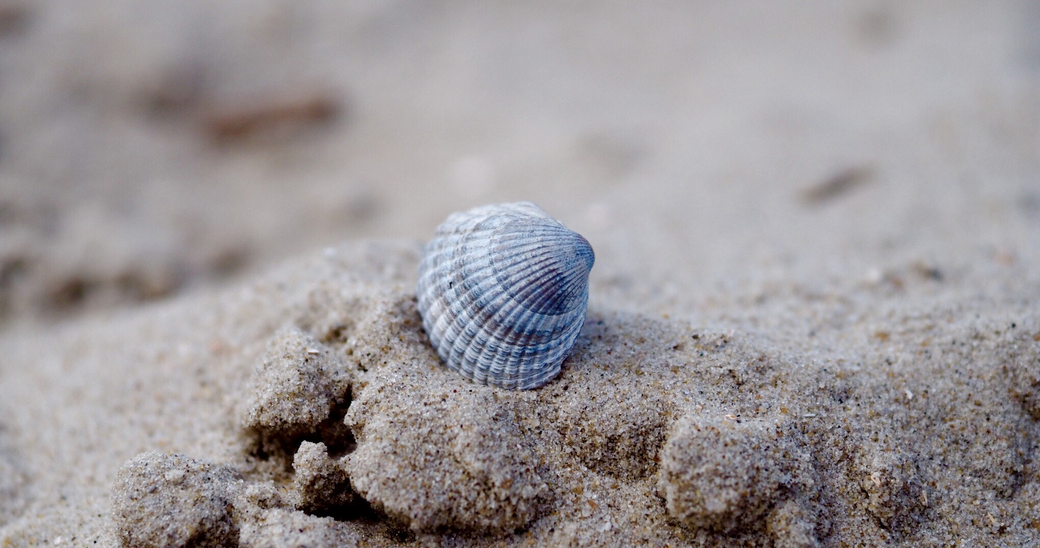 Olympus OM-D E-M10 + Sigma 60mm F2.8 DN Art sample photo. On the dunes, north sea. photography