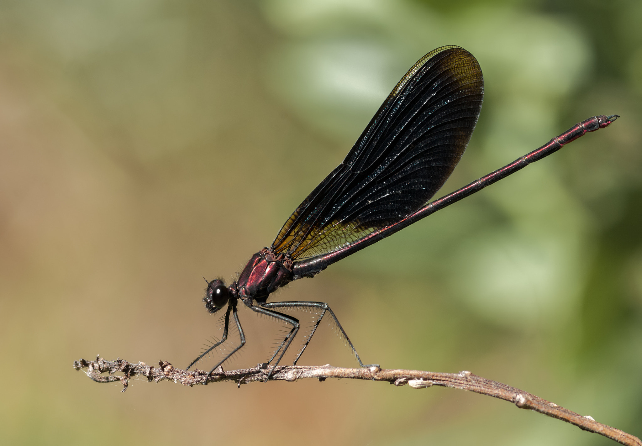 Nikon D2X sample photo. Red damselfly photography