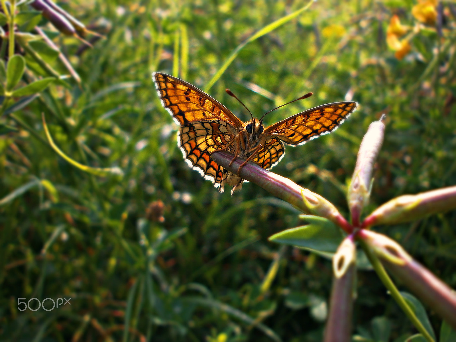 Olympus VG110,D700 sample photo. Butterfly 2 photography
