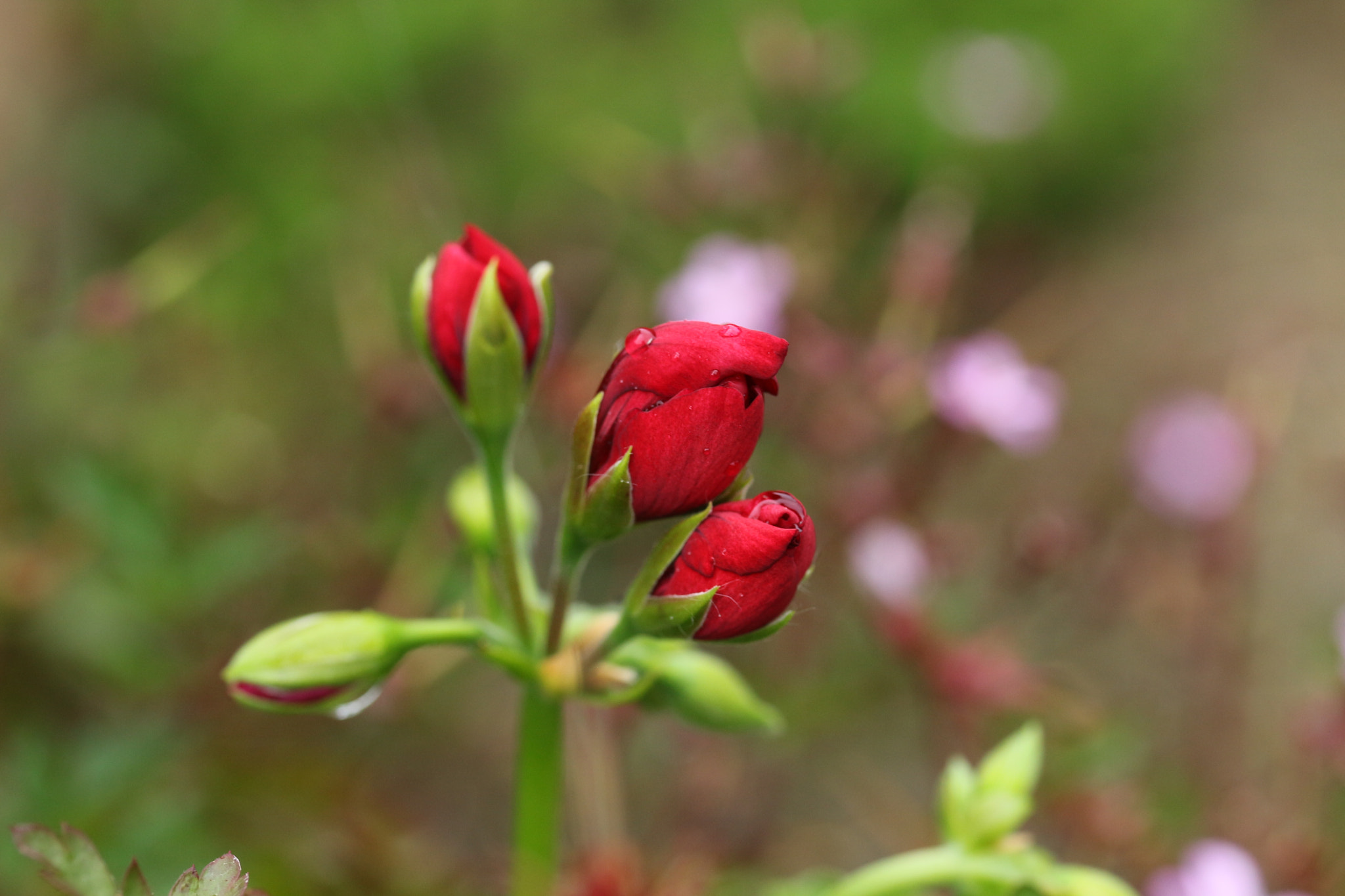 Canon EF-S 60mm F2.8 Macro USM sample photo. Red photography