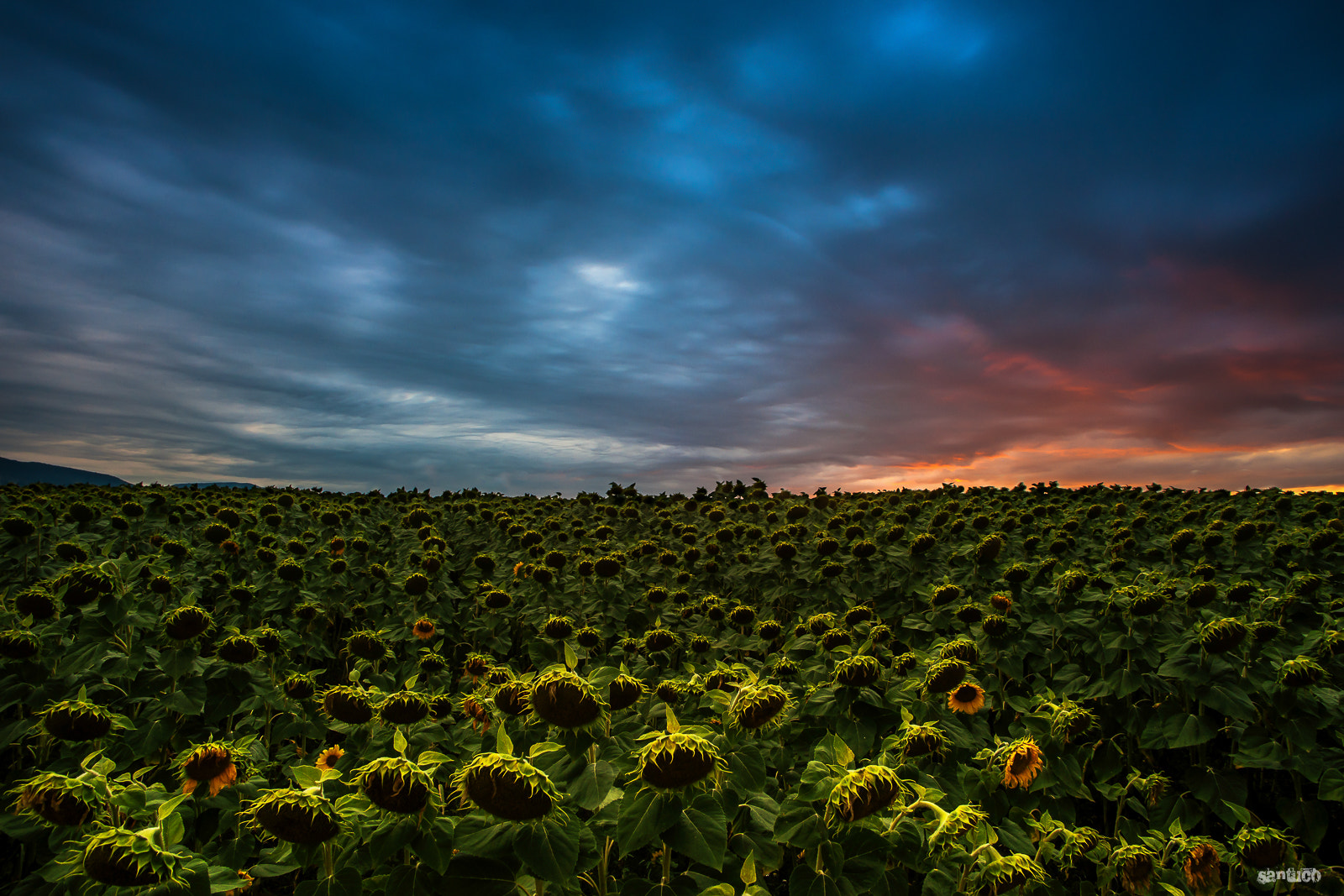 Sony Alpha DSLR-A900 + Soligor 19-35mm F3.5-4.5 sample photo. Sunflowers photography