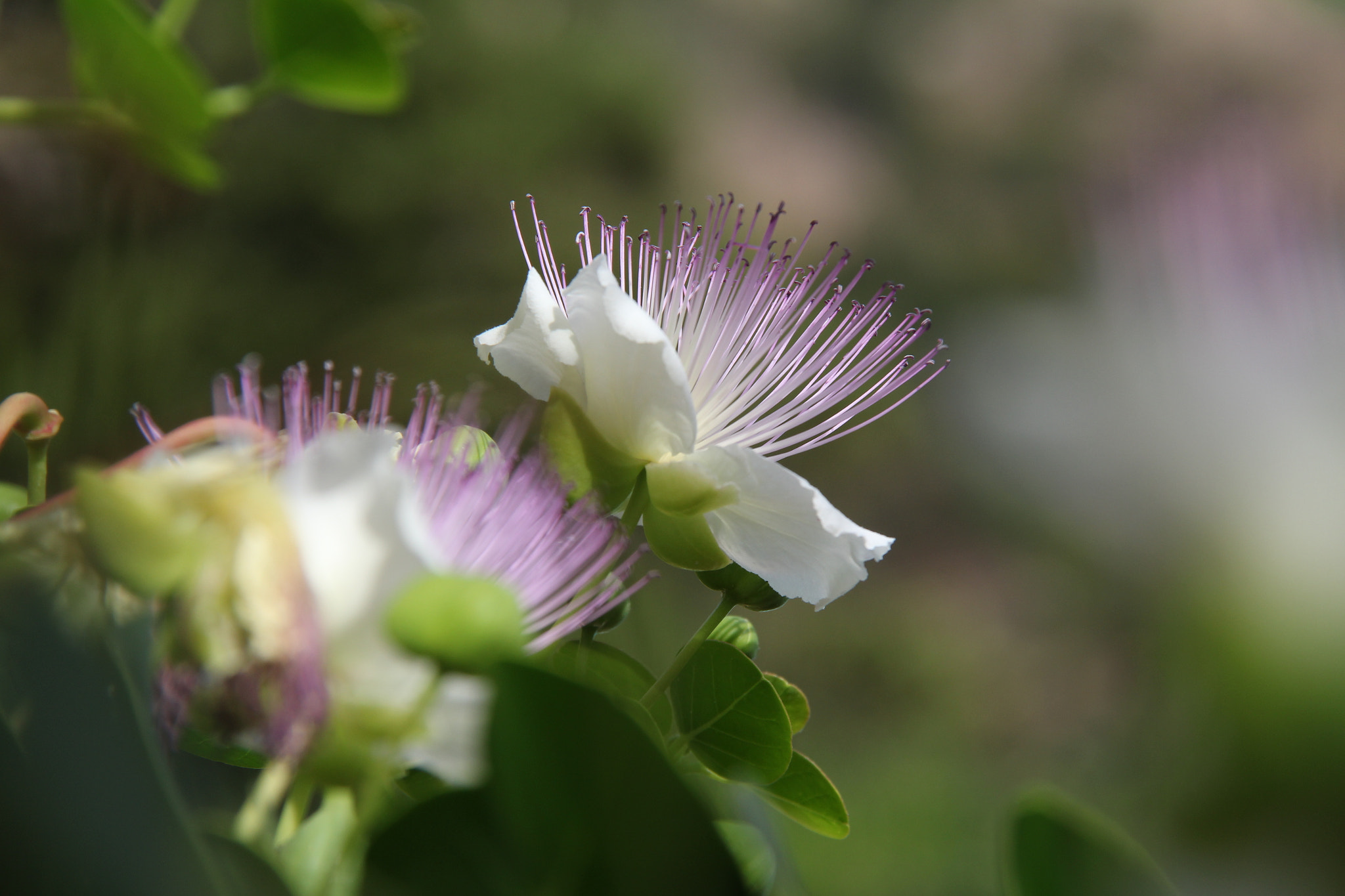 Canon EF-S 18-200mm F3.5-5.6 IS sample photo. Sardinian flowers photography