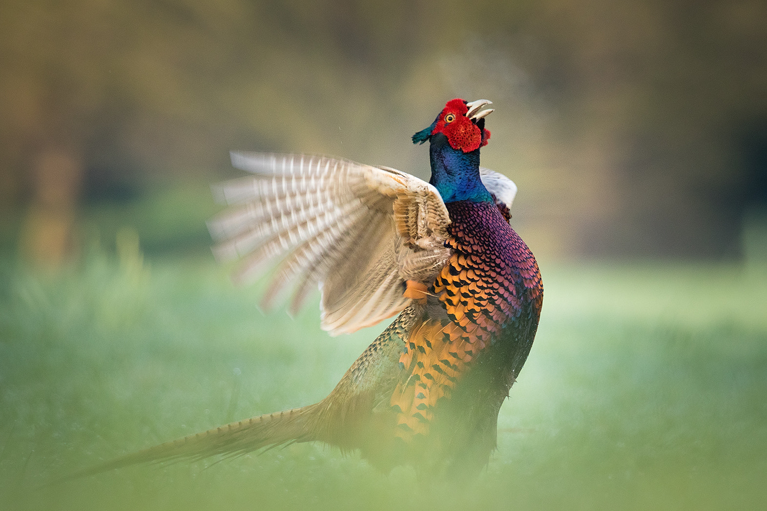 Canon EF 100-400mm F4.5-5.6L IS USM sample photo. Pheasant photography