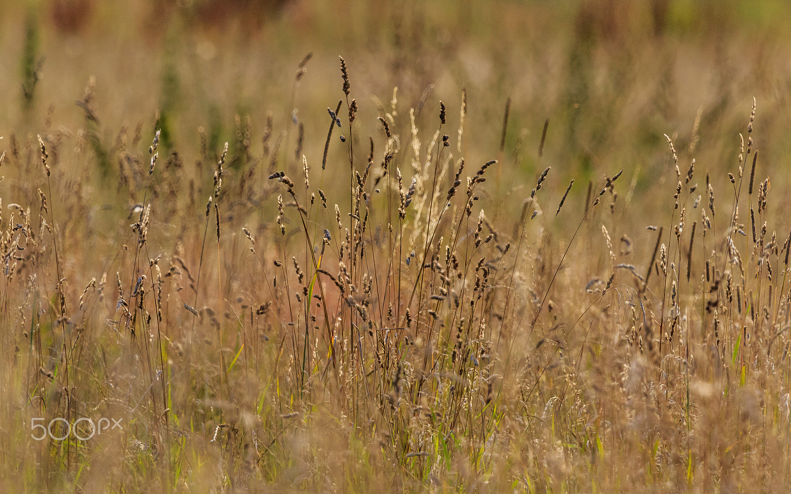 Canon EF 100-400mm F4.5-5.6L IS USM sample photo. The field photography