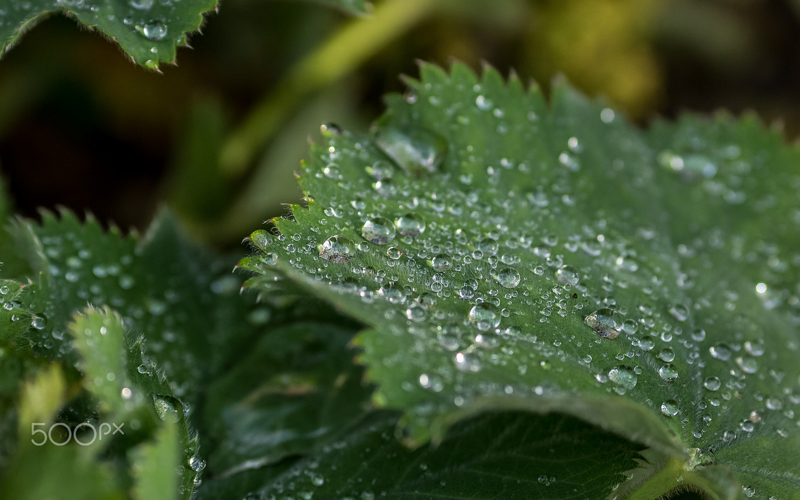 Canon EOS 7D Mark II + Canon EF 135mm F2L USM sample photo. Waterdrops photography