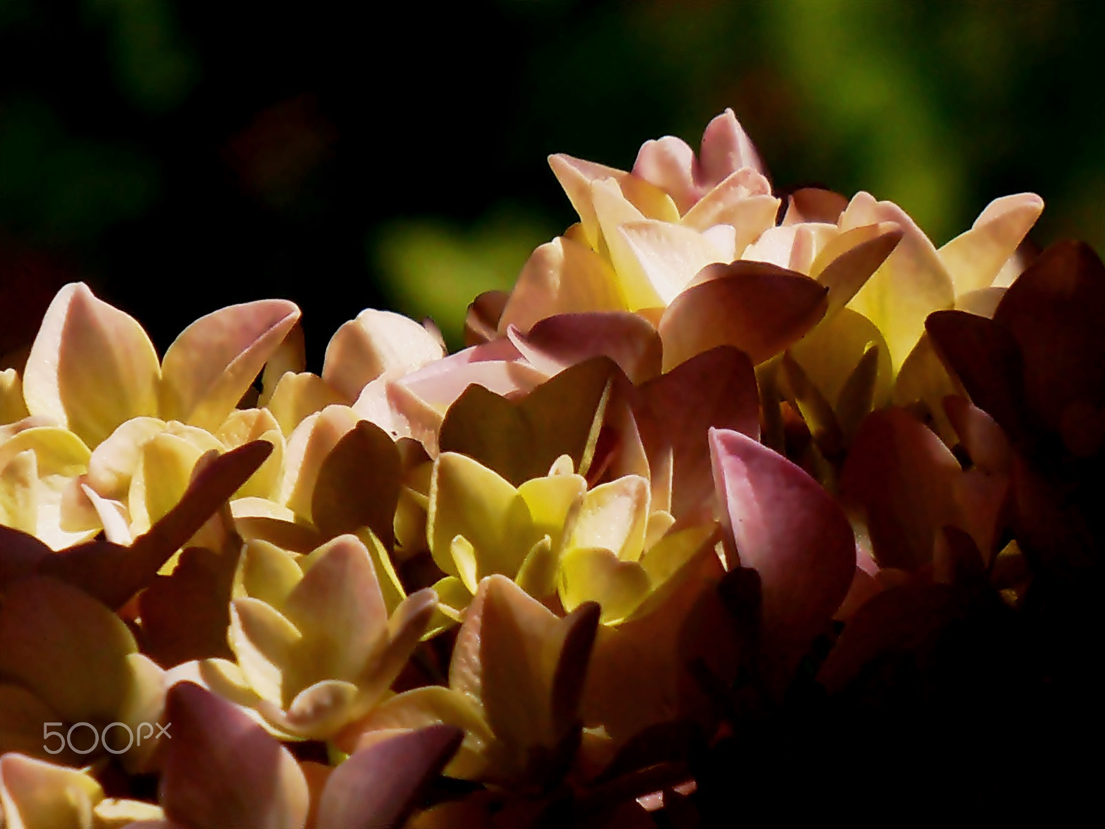 Olympus VR325,VR320,D725 sample photo. Hydrangea photography