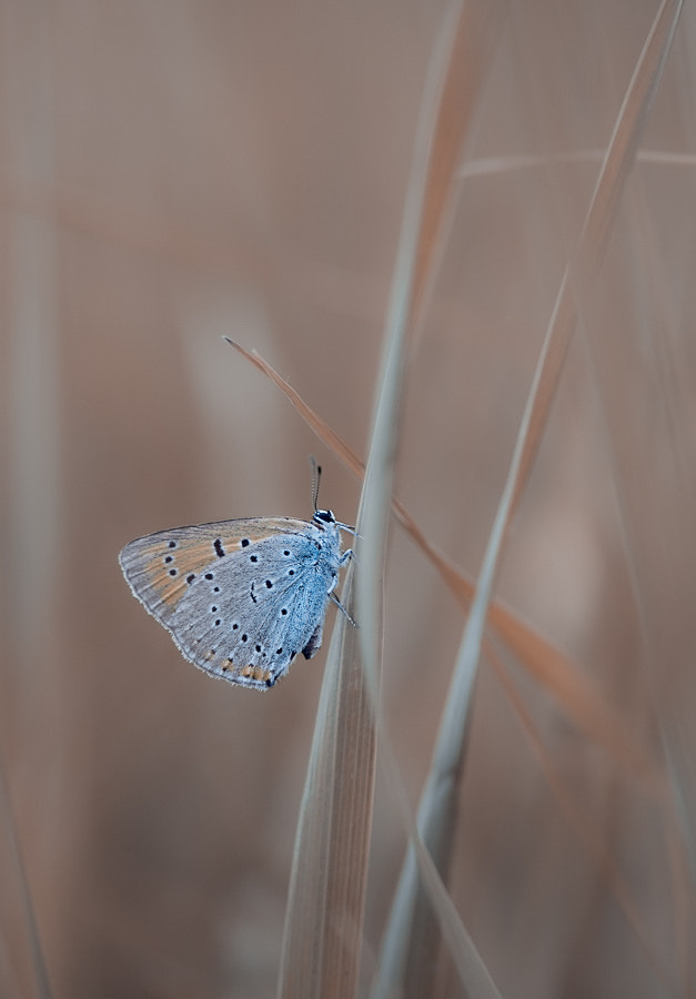 Canon EF-S 60mm F2.8 Macro USM sample photo. *** photography