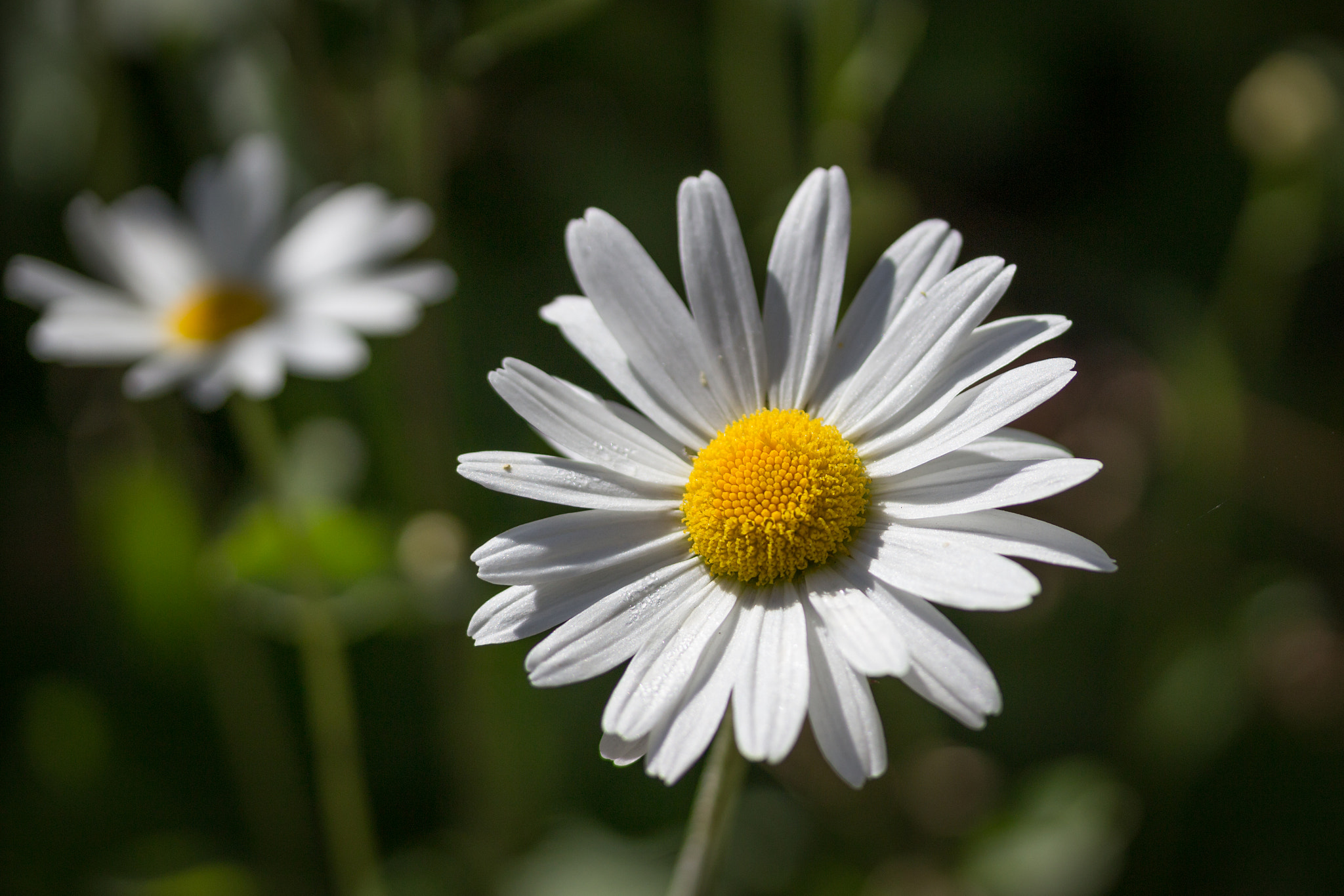 Canon EF-S 60mm F2.8 Macro USM sample photo. Single daisy flower photography