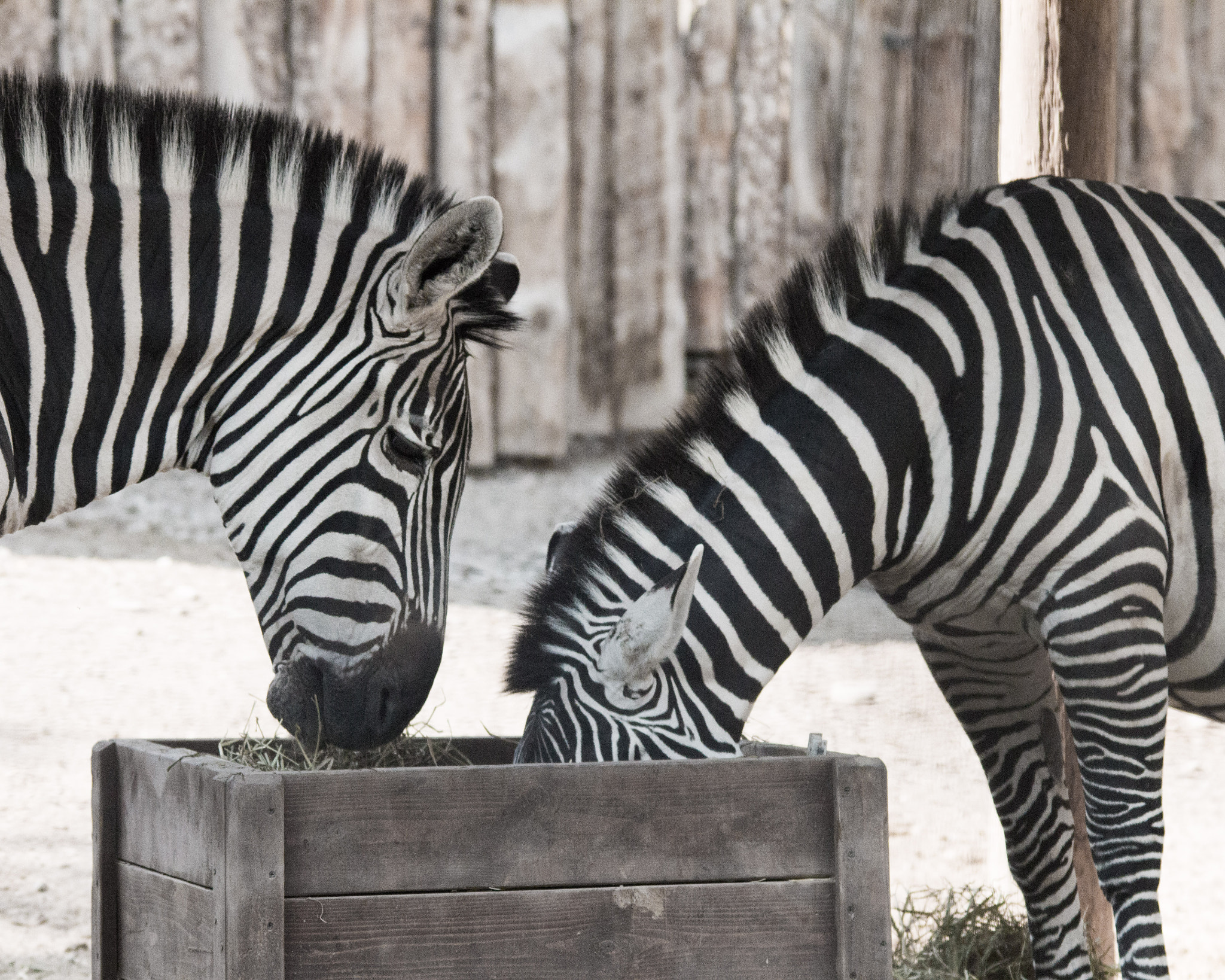 Sigma 150-500mm F5-6.3 DG OS HSM sample photo. Zebras photography