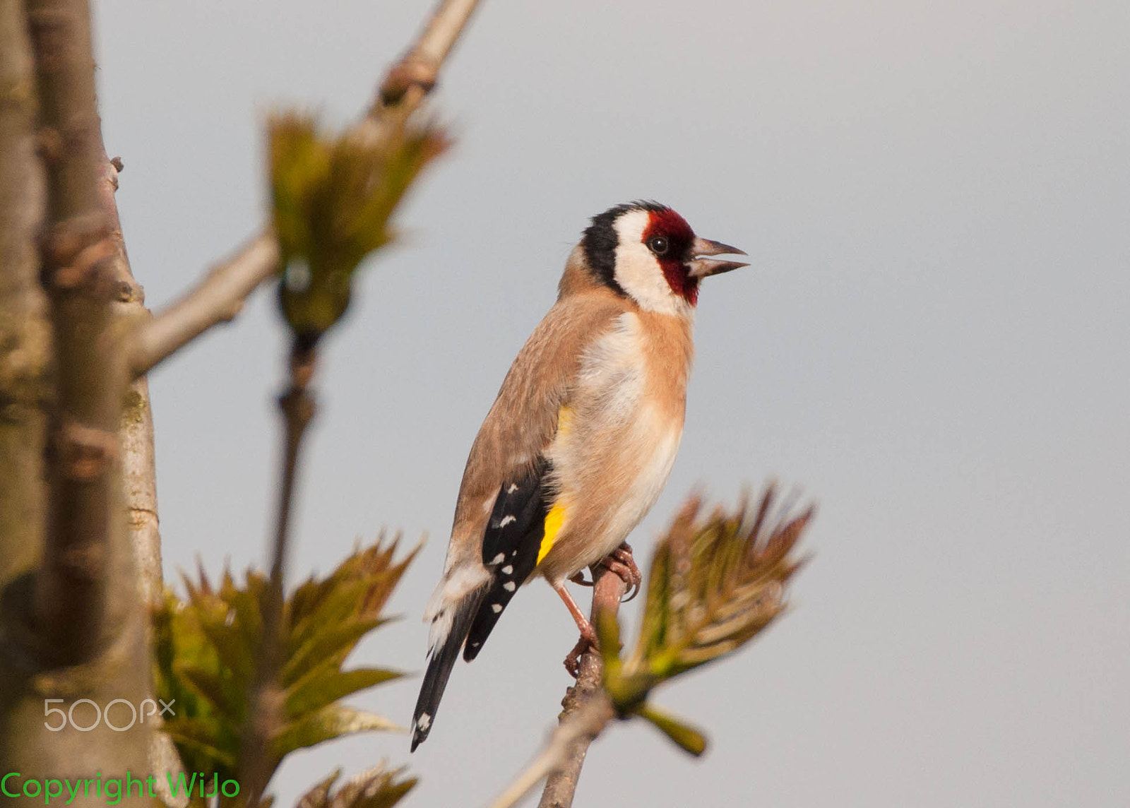 Sigma 150-600mm F5-6.3 DG OS HSM | C sample photo. European goldfinch photography