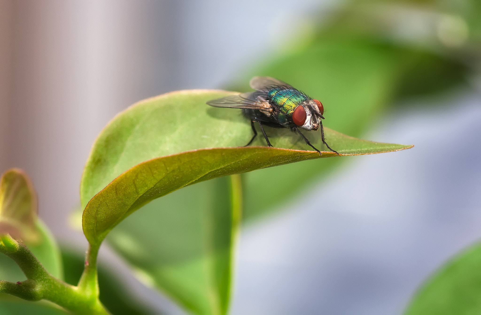 Nikon D7100 + Sigma 105mm F2.8 EX DG Macro sample photo. The fly photography