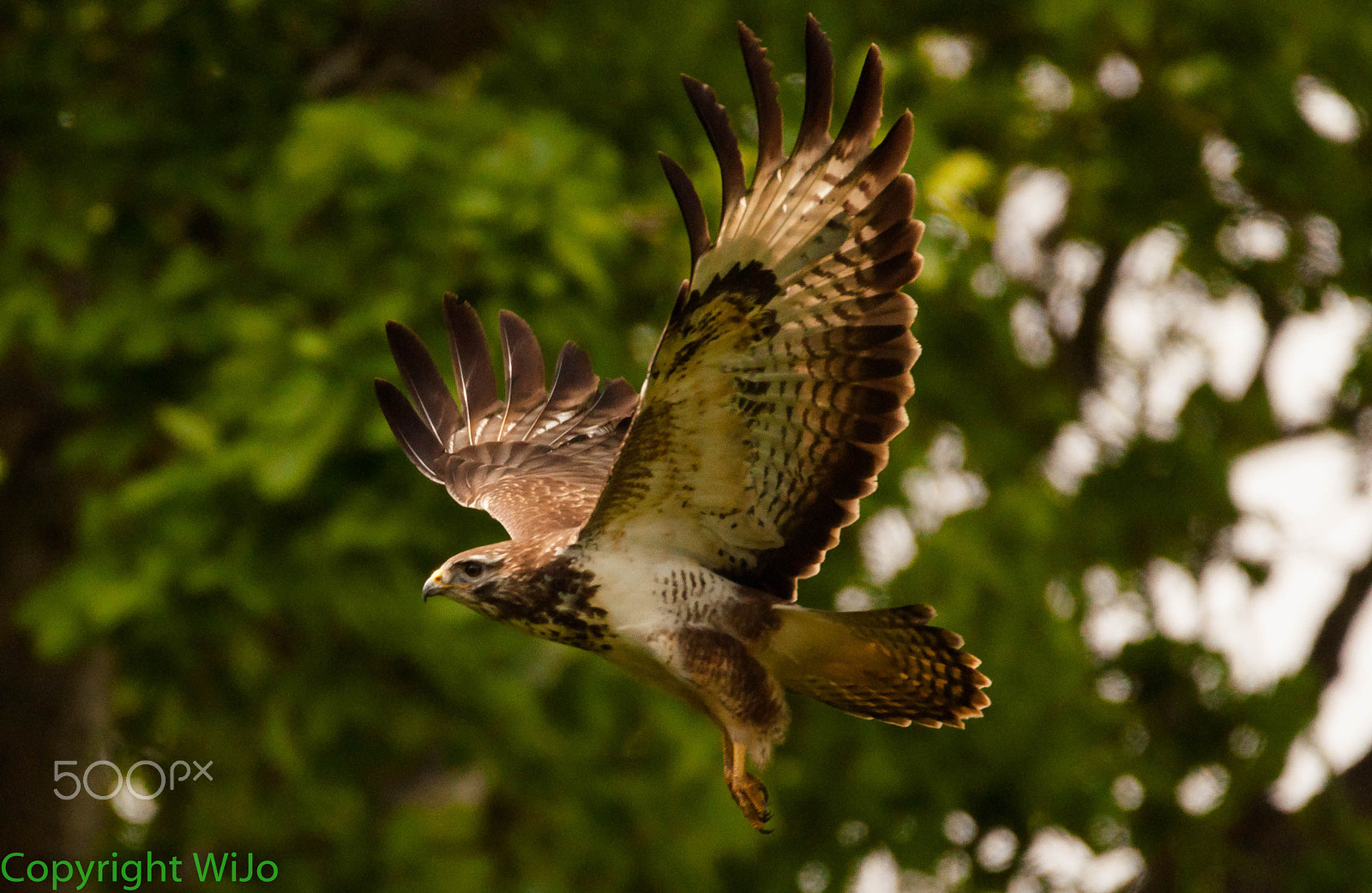 Sigma 150-600mm F5-6.3 DG OS HSM | C sample photo. Common buzzard photography