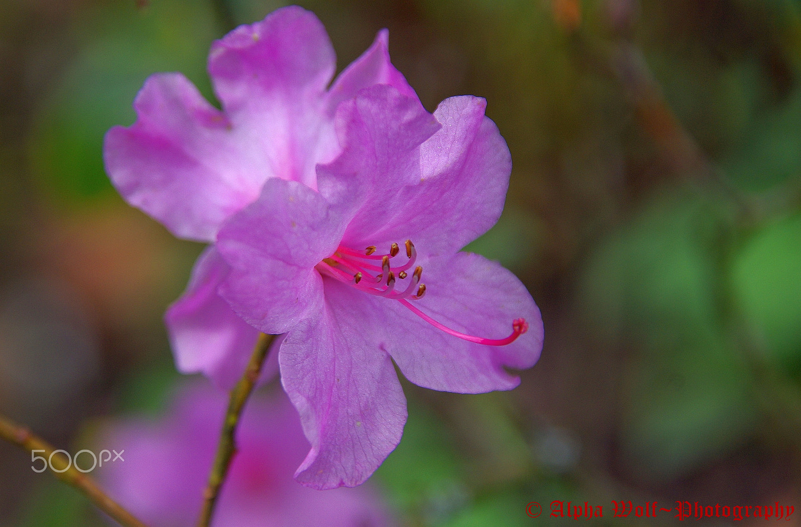 Pentax K10D sample photo. Flower photography