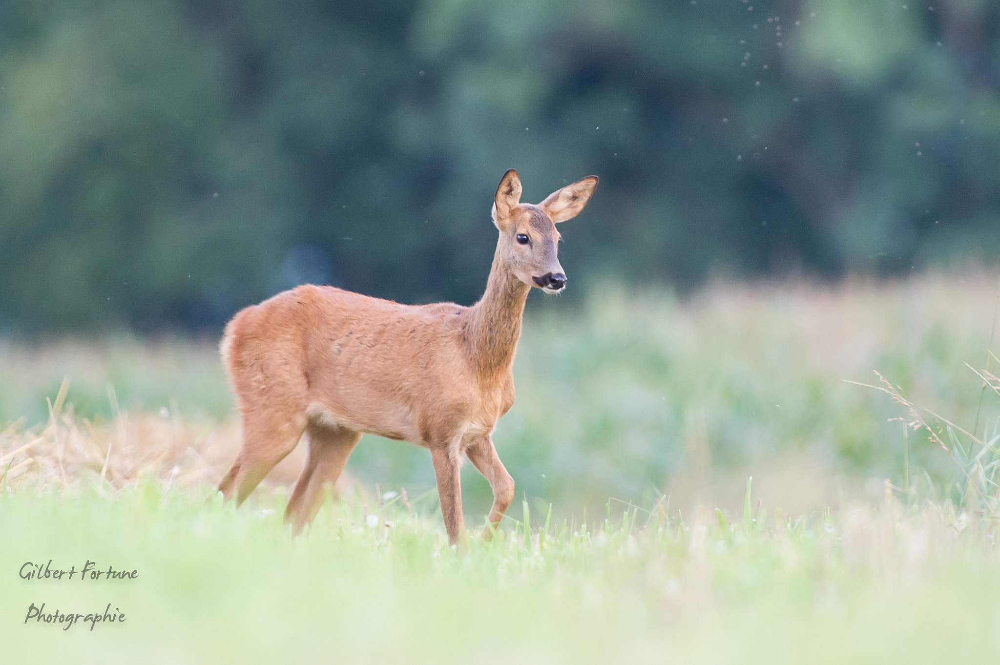 Nikon AF-S Nikkor 300mm F2.8G ED VR II sample photo. Chevreuil ii photography