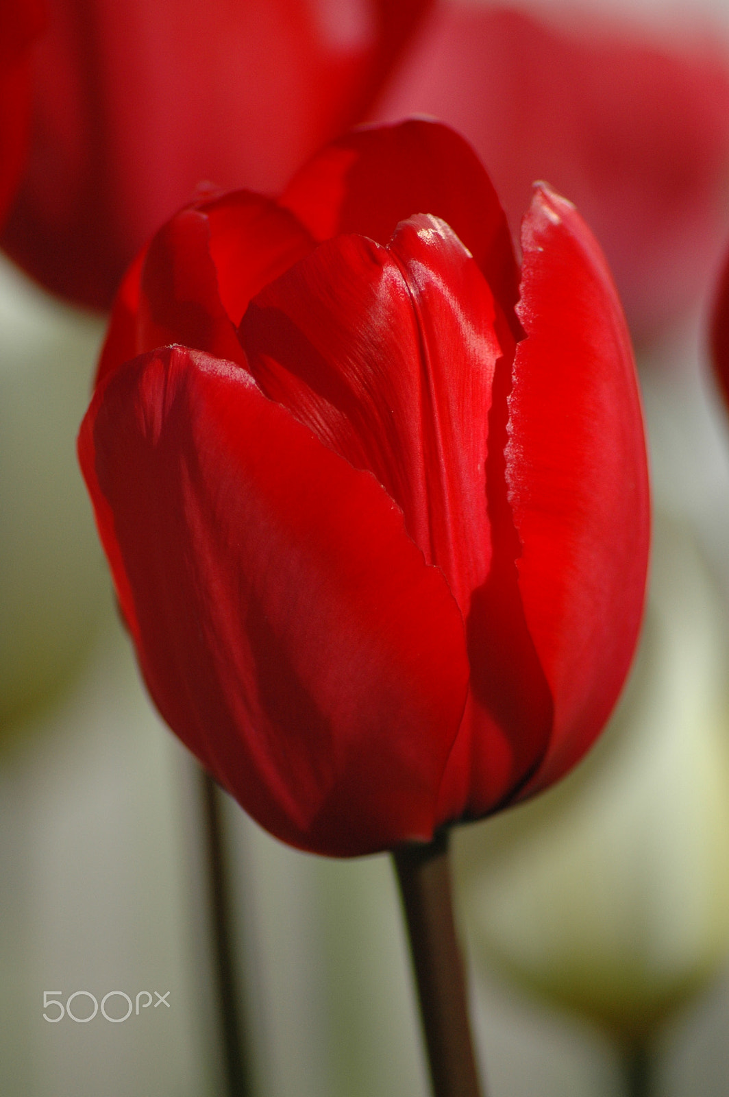 Sigma 70-300mm F4-5.6 APO Macro Super II sample photo. Nikon d photography