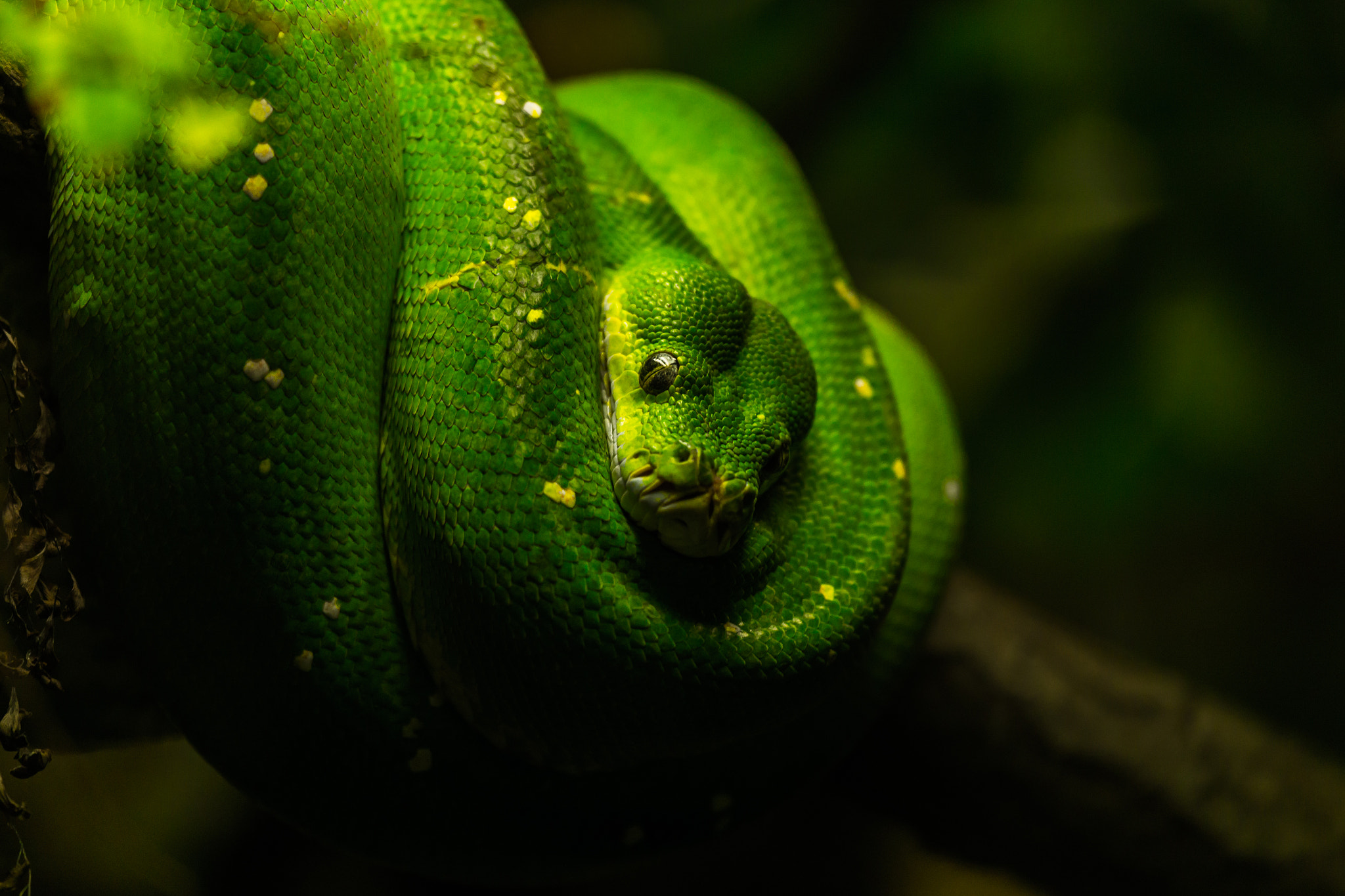 Canon EF 100-400mm F4.5-5.6L IS USM sample photo. Green tree python photography