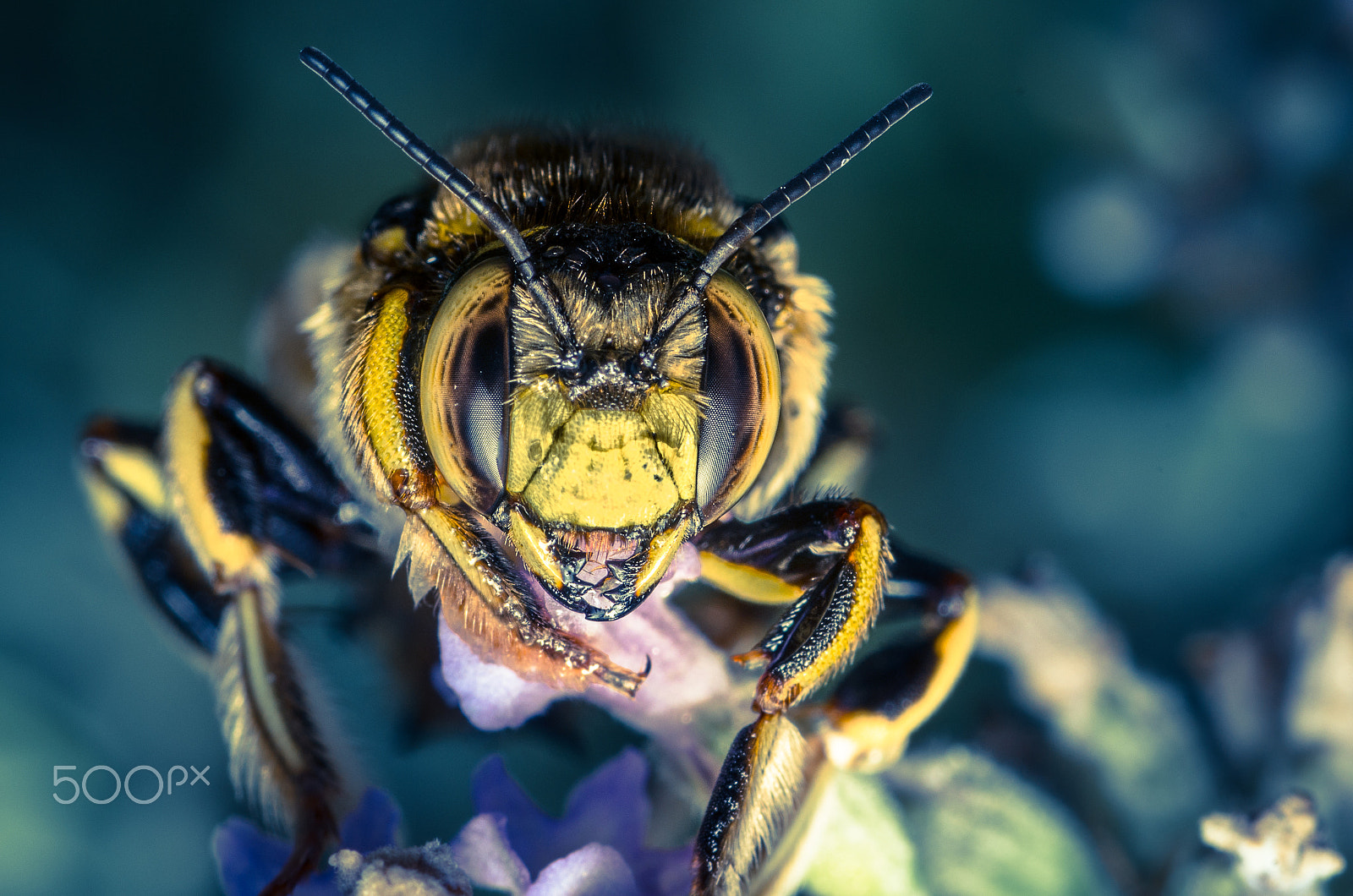 Tamron SP AF 90mm F2.8 Di Macro sample photo. Anthidium florentinum photography