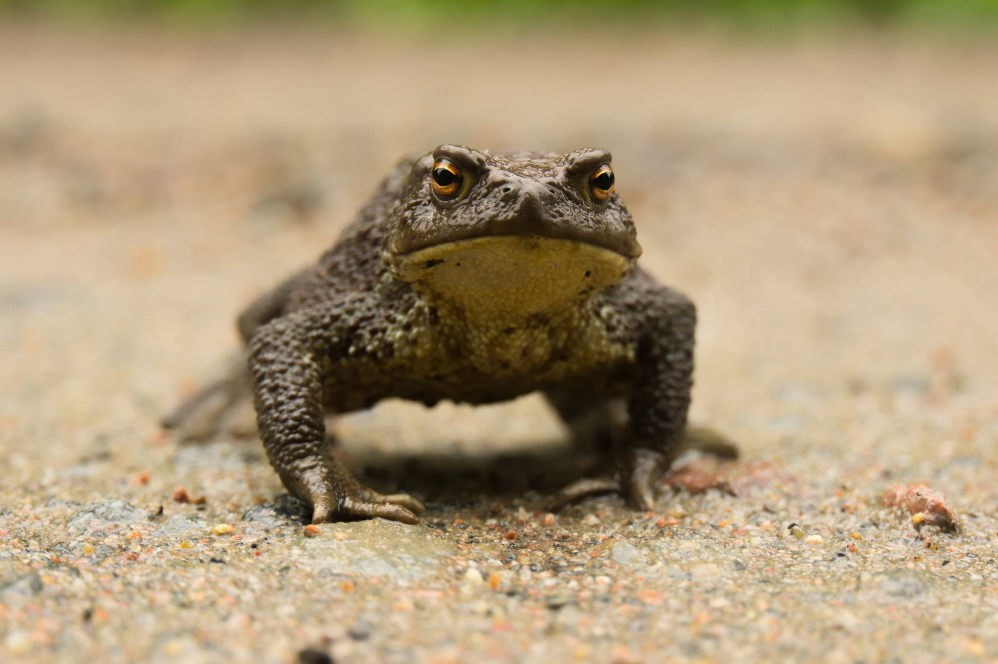 Sony Alpha NEX-5 + Sony E 18-200mm F3.5-6.3 OSS sample photo. European toad photography