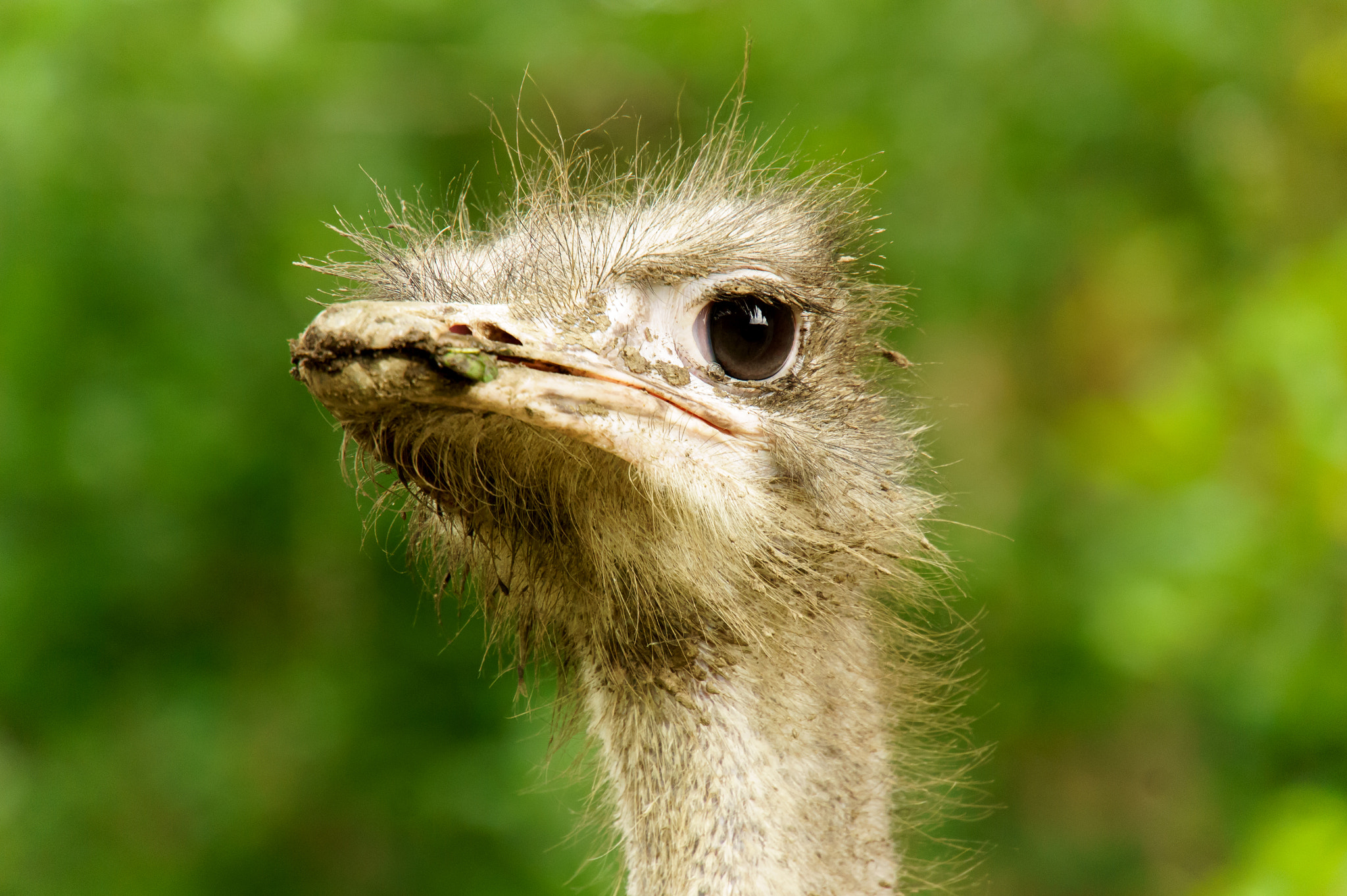 Sony Alpha NEX-5 + Sony E 18-200mm F3.5-6.3 OSS sample photo. Ostrich photography