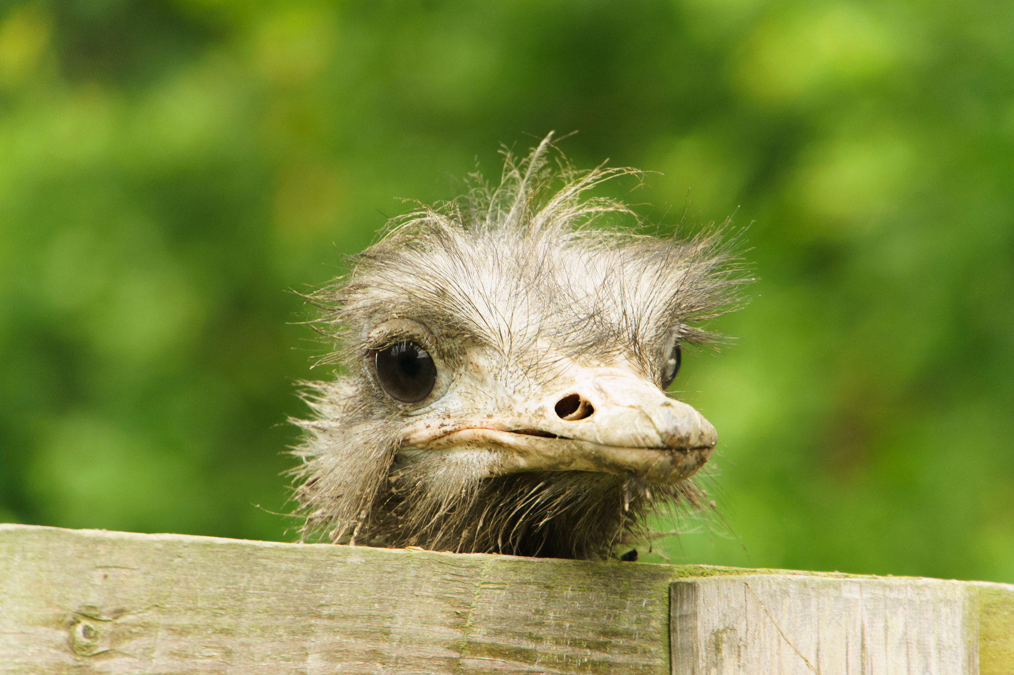 Sony Alpha NEX-5 + Sony E 18-200mm F3.5-6.3 OSS sample photo. Ostrich photography