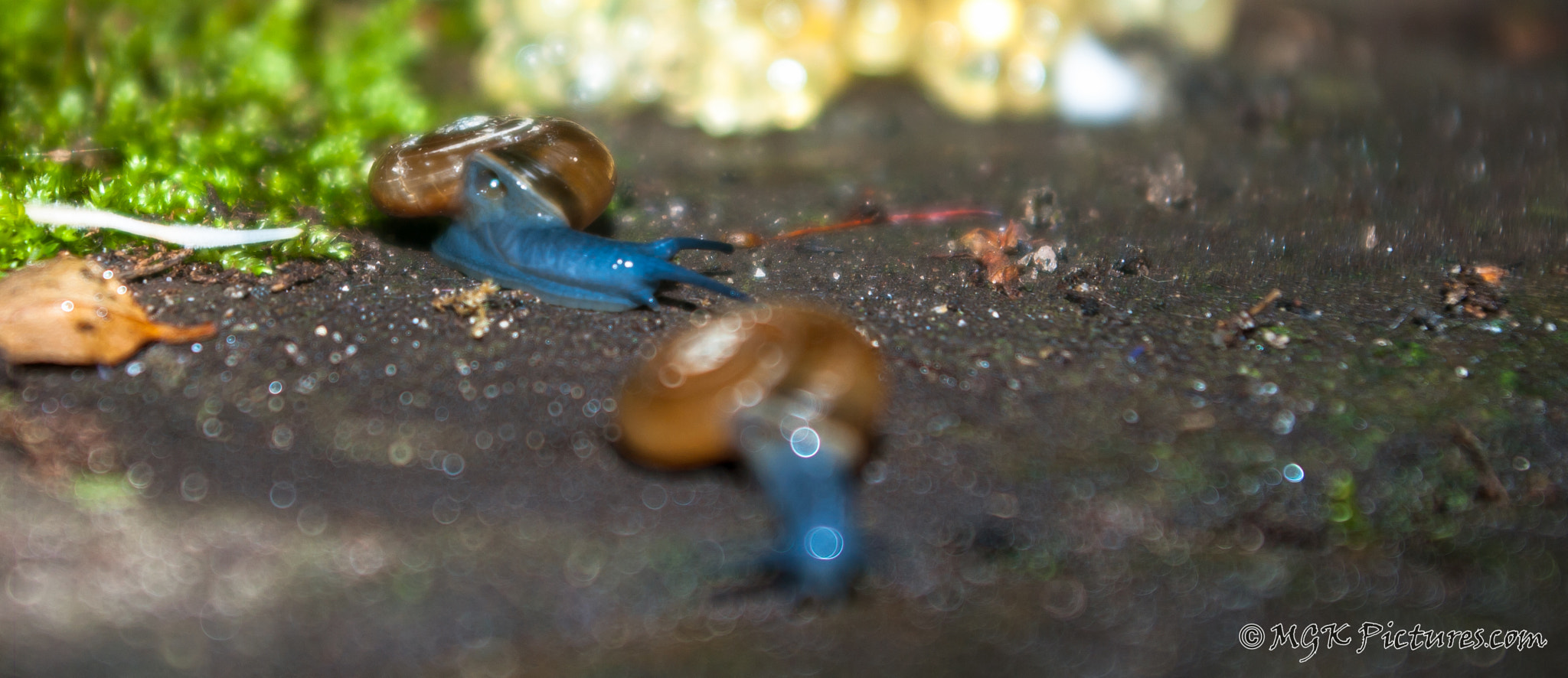 Pentax smc DA 18-55mm F3.5-5.6 AL WR sample photo. Blue snails photography