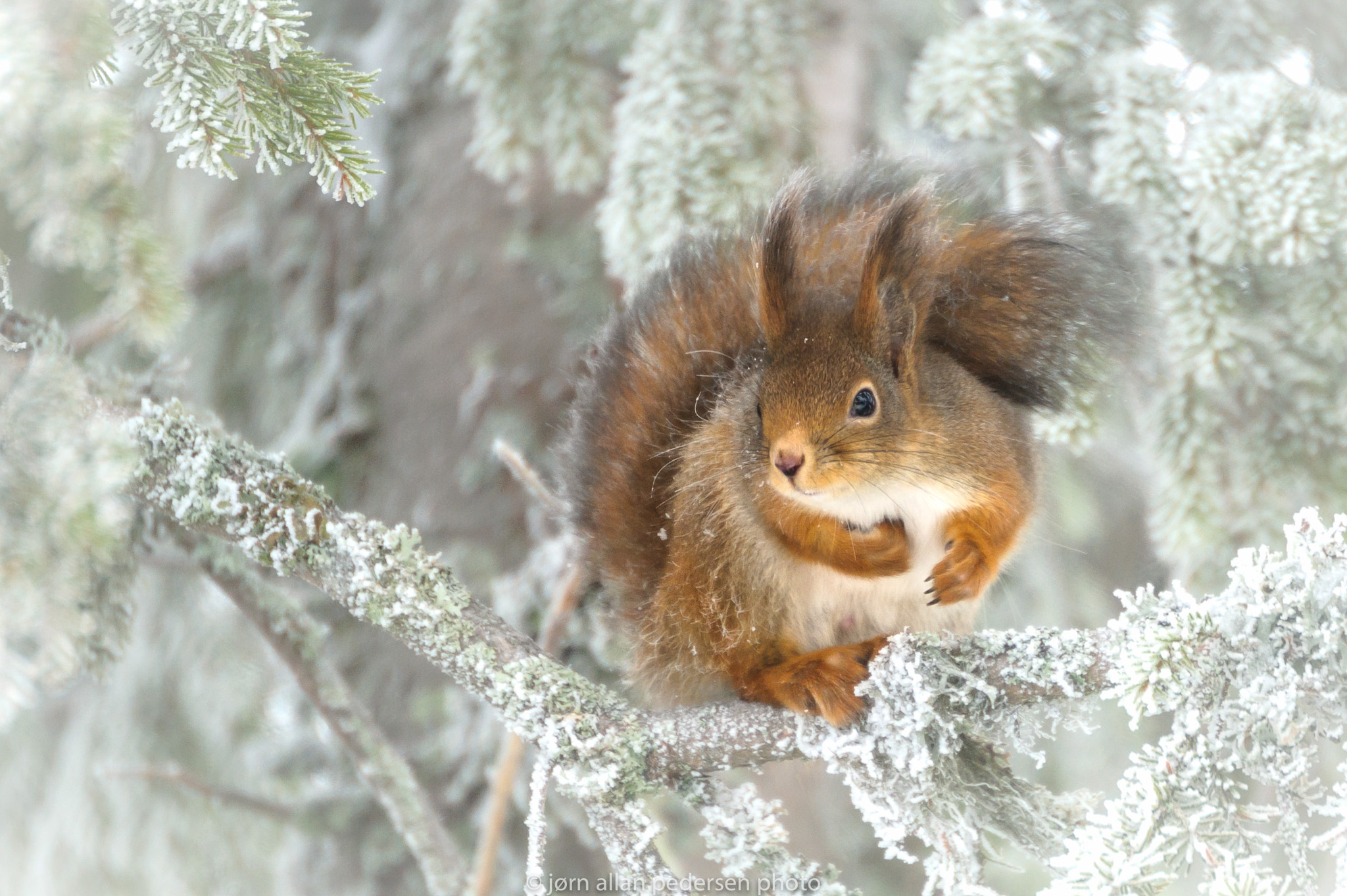 Nikon D3S sample photo. I look forward to the winter! photography