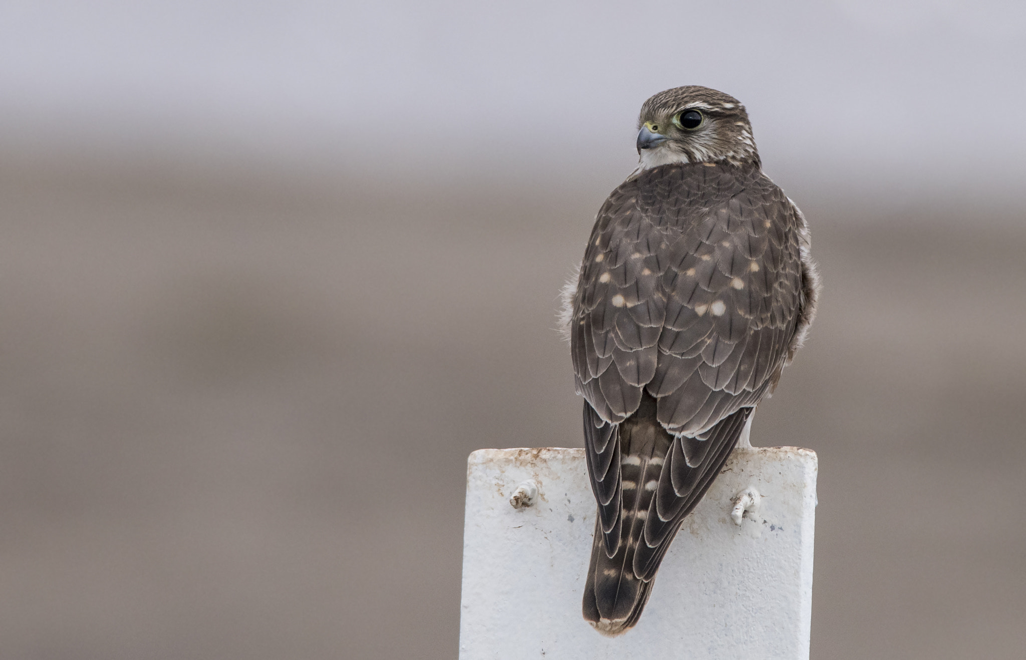 Nikon D810 + Nikon AF-S Nikkor 300mm F4D ED-IF sample photo. Merlin photography