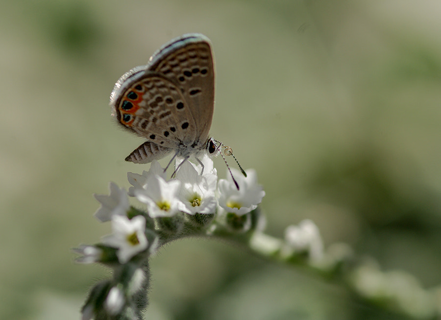 smc PENTAX-FA Macro 100mm F2.8 sample photo. White photography