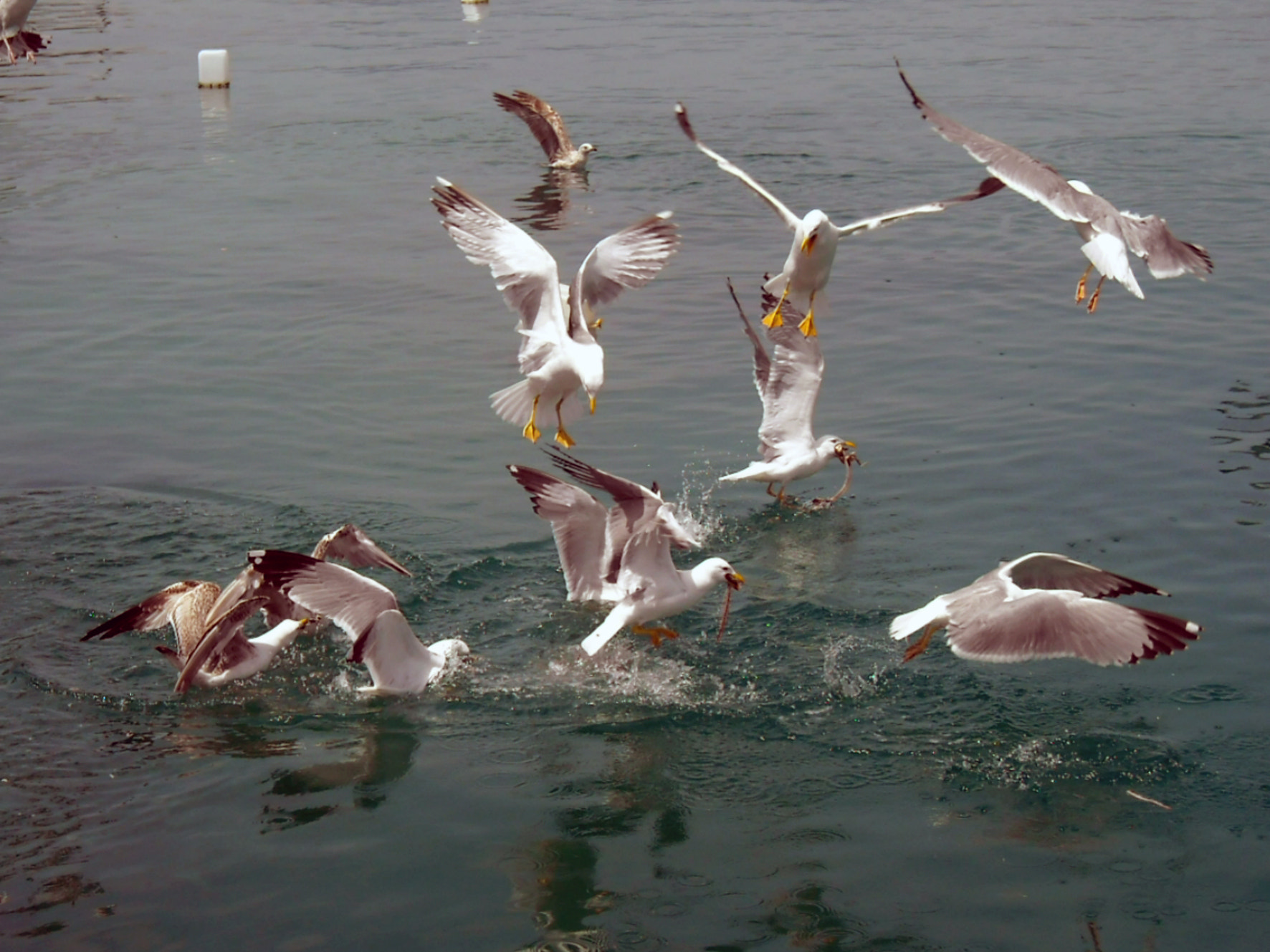 Nikon Coolpix L18 sample photo. Seagulls photography