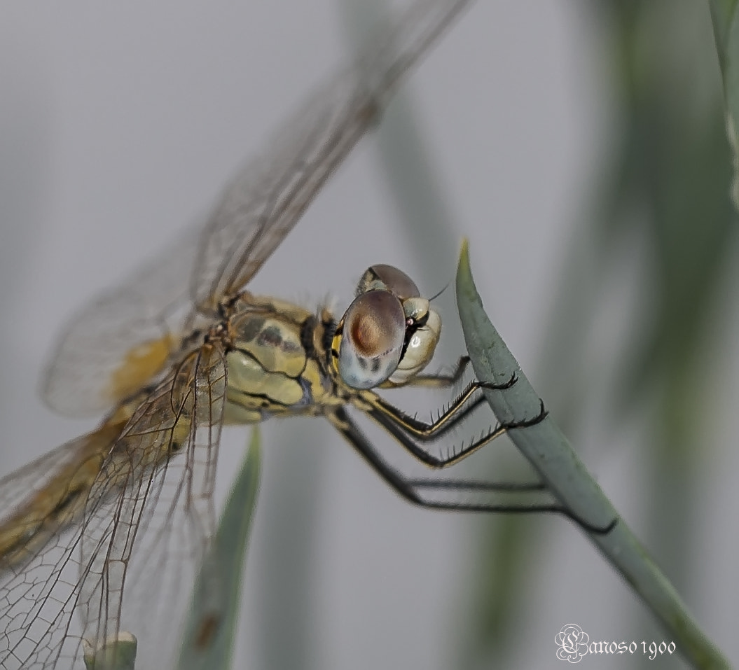 Sigma 150mm F2.8 EX DG OS Macro HSM sample photo. Dragonfly photography
