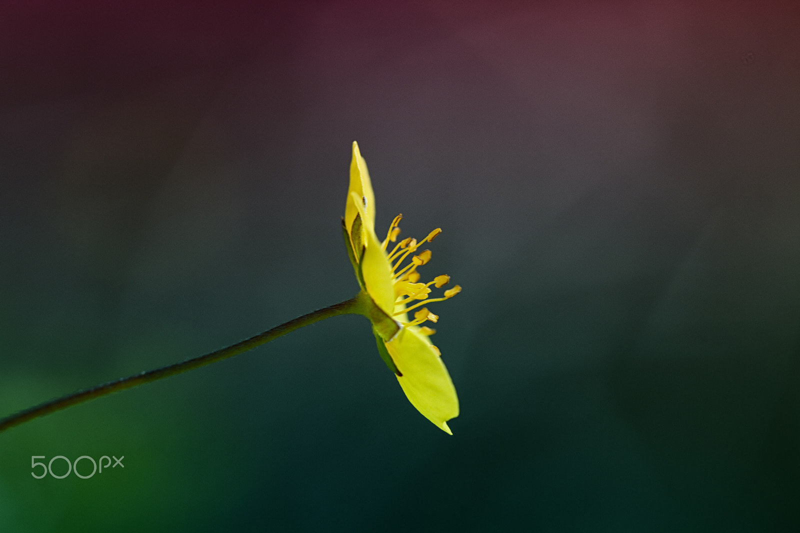 Sigma APO Macro 150mm f/2.8 EX DG HSM sample photo. Yellow photography