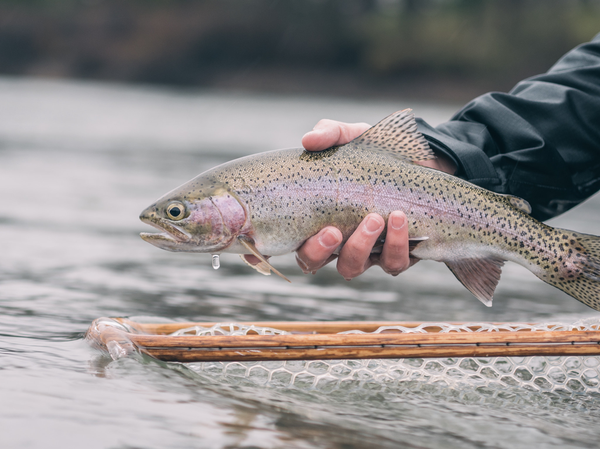 Panasonic Lumix DMC-GX7 + Olympus M.Zuiko Digital 45mm F1.8 sample photo. Fly fishing for trout photography