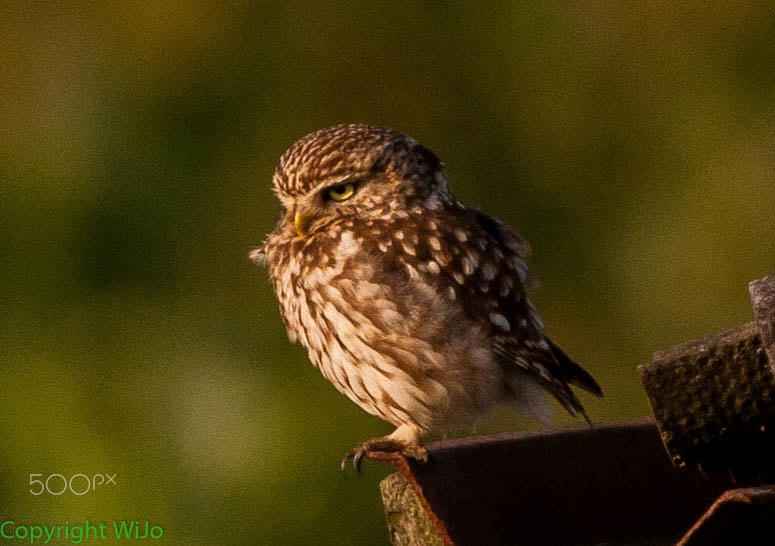 Nikon D90 + Sigma 150-600mm F5-6.3 DG OS HSM | C sample photo. Little owl photography