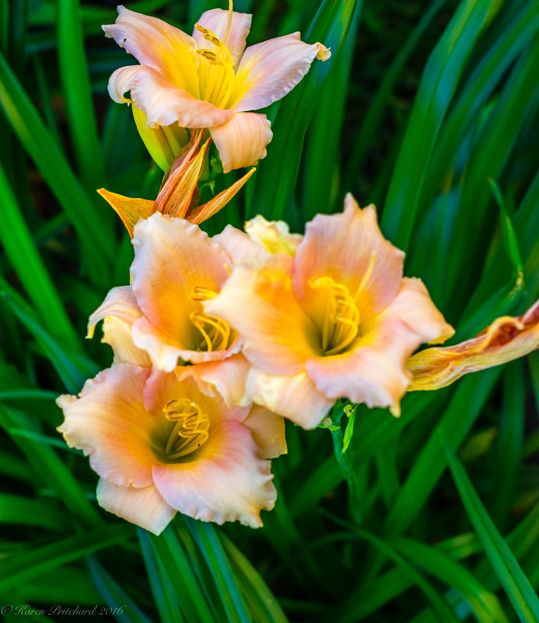 Canon EF 40mm F2.8 STM sample photo. Day lilies cone flowers hostas gardens plus donwood on canada photography