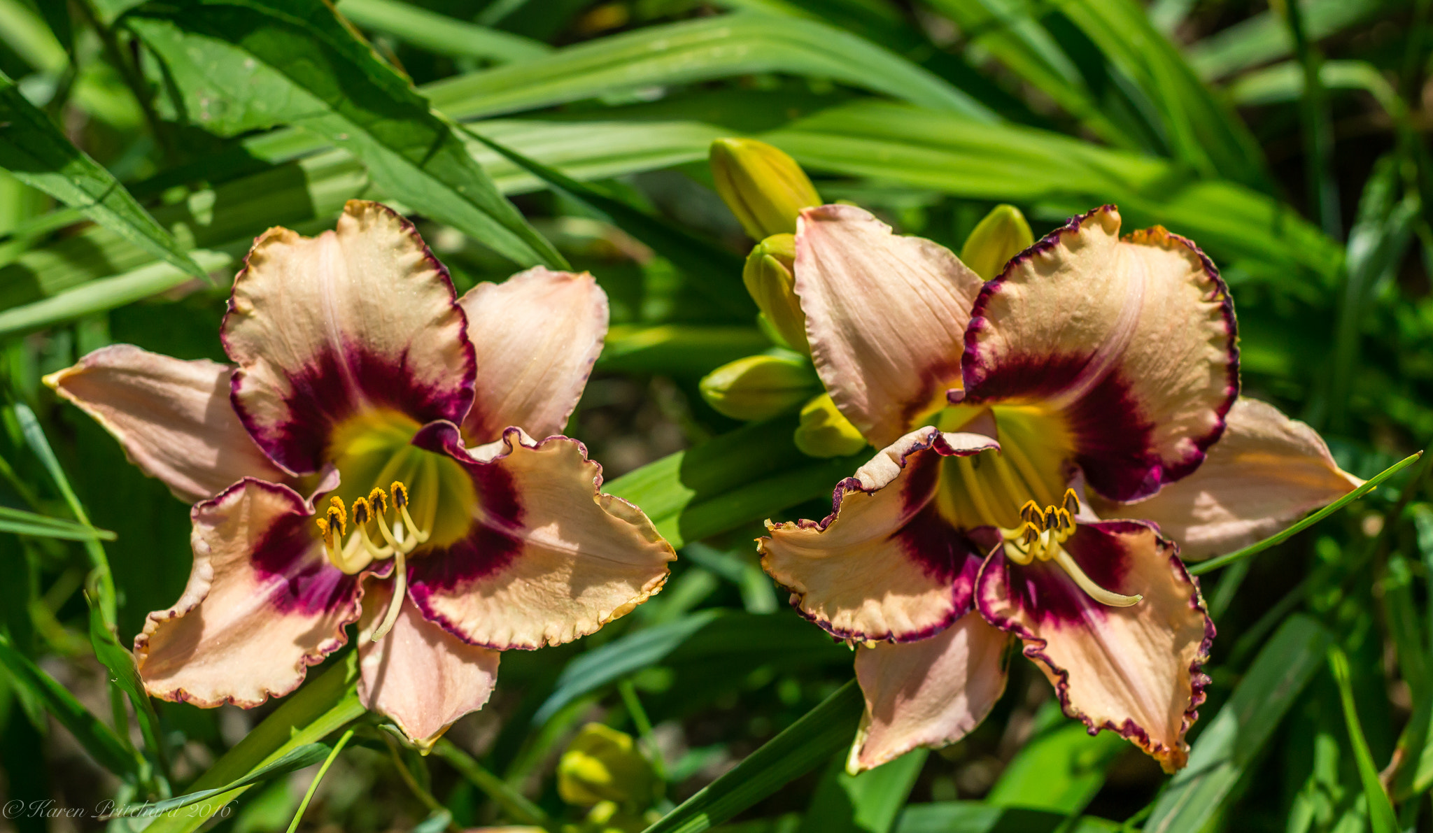 Canon EF 40mm F2.8 STM sample photo. Day lilies cone flowers hostas gardens plus donwood on canada photography