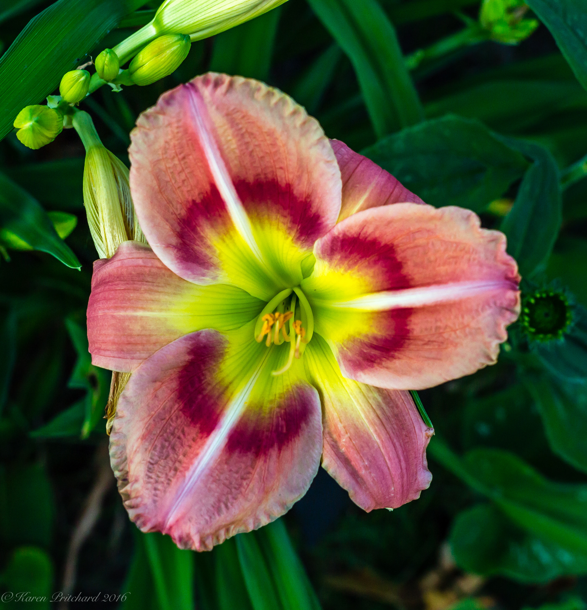 Canon EF 40mm F2.8 STM sample photo. Day lilies cone flowers hostas gardens plus donwood on canada photography
