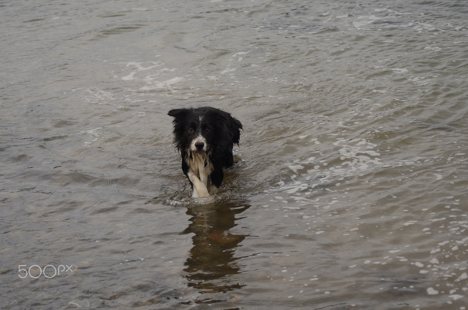 Nikon AF Nikkor 70-300mm F4-5.6G sample photo. Dog fever photography