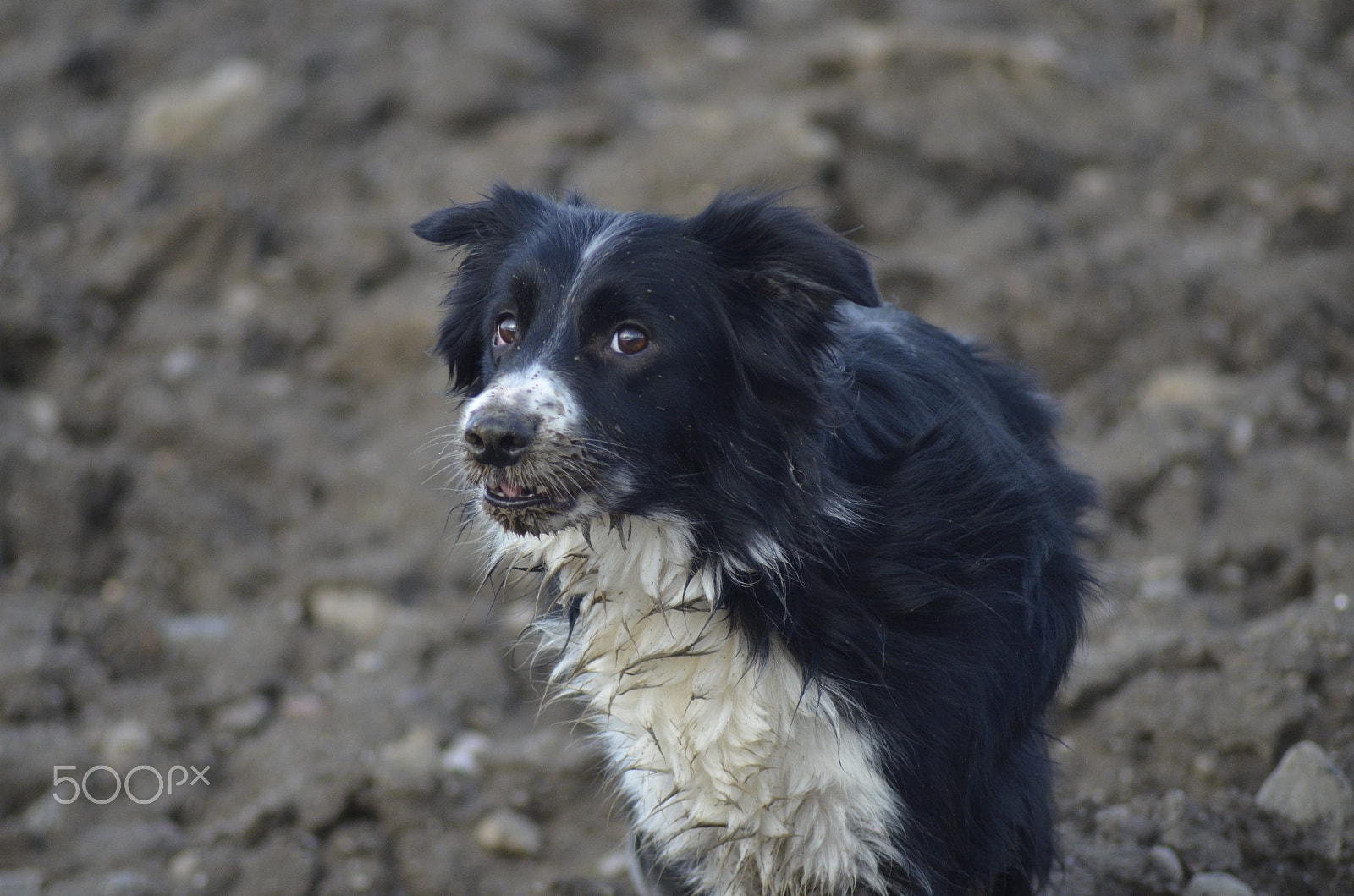 Nikon AF Nikkor 70-300mm F4-5.6G sample photo. Dog fever photography