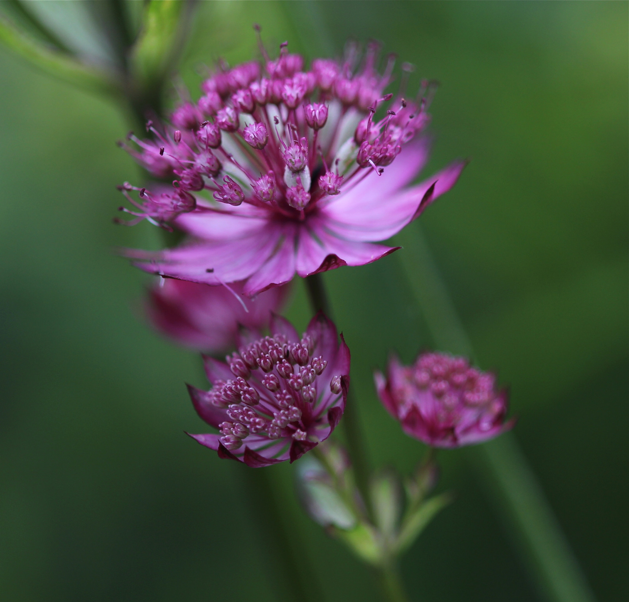 Canon EF 100mm F2.8 Macro USM sample photo. Family photography