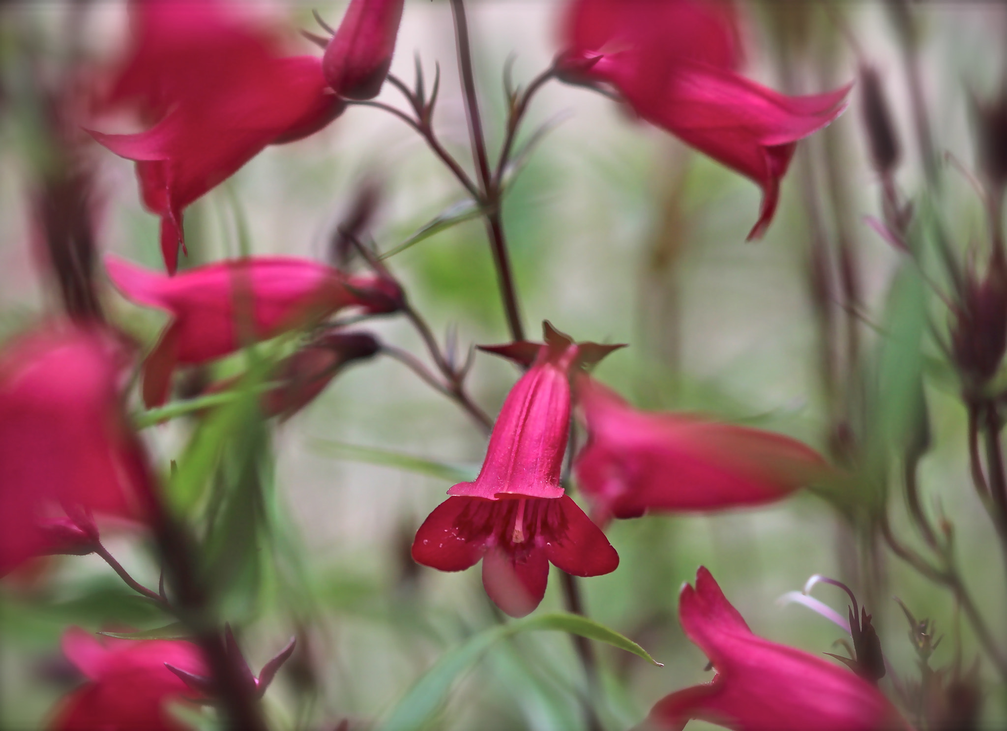 Canon EF 100mm F2.8 Macro USM sample photo. Bashful photography