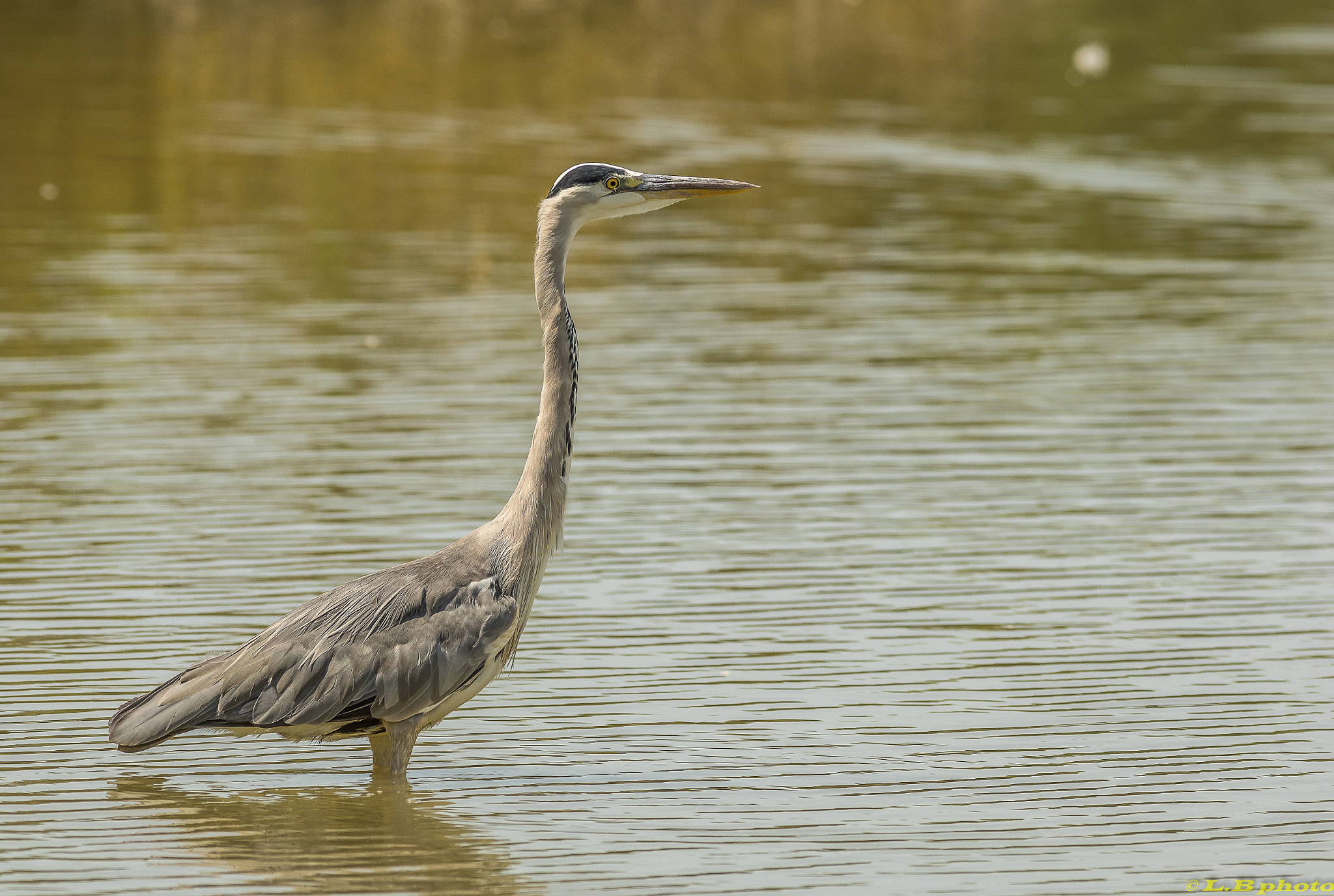 Pentax smc DA* 300mm F4.0 ED (IF) SDM sample photo. Heron cendré photography