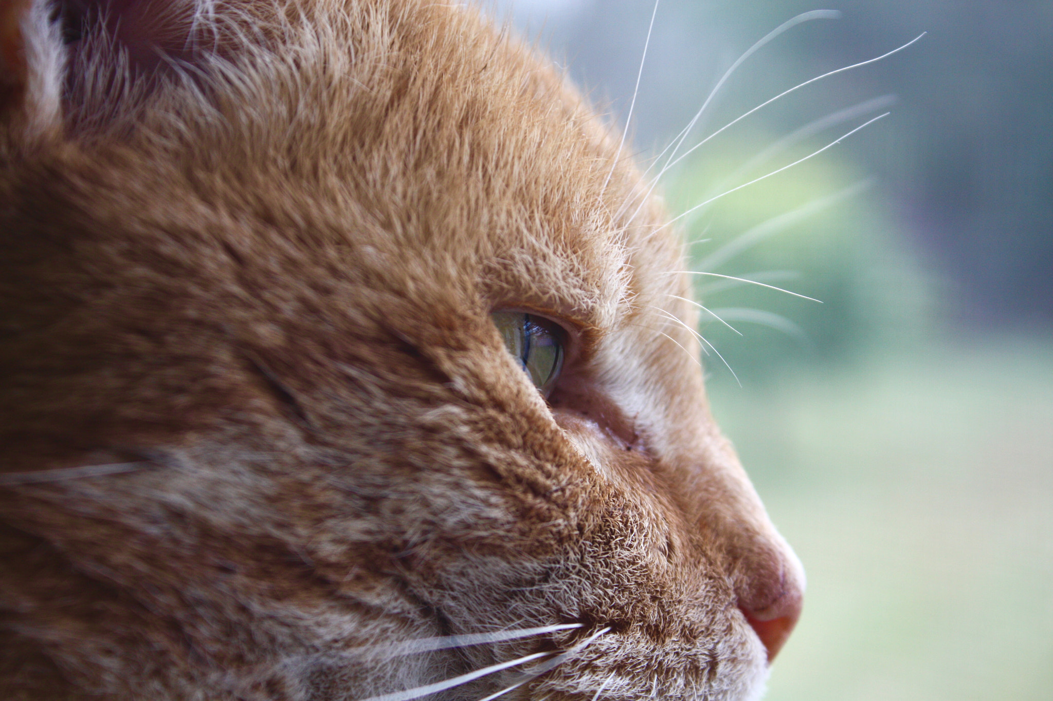 Canon EF-S 18-55mm F3.5-5.6 IS sample photo. The cats face photography